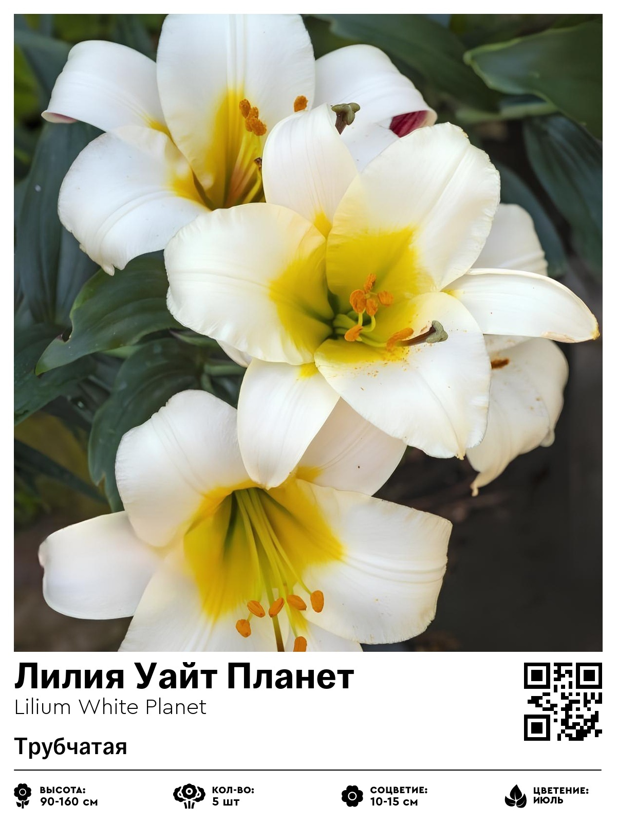 Лилия Уайт Планет (Трубчатая)