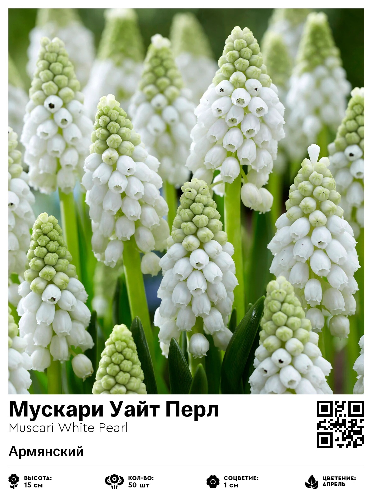 Мускари Уайт Перл (Армянский)