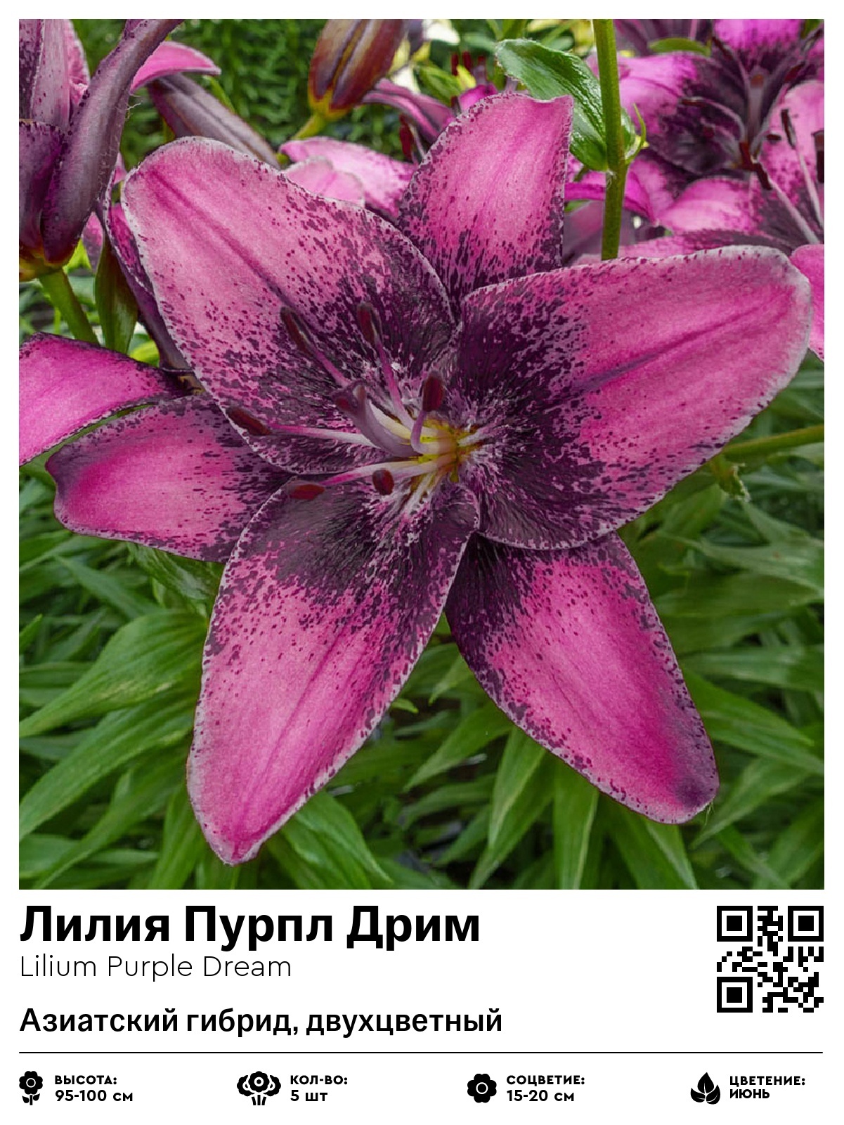 Лилия Пурпл Дрим (Азиатский гибрид, двухцветный)