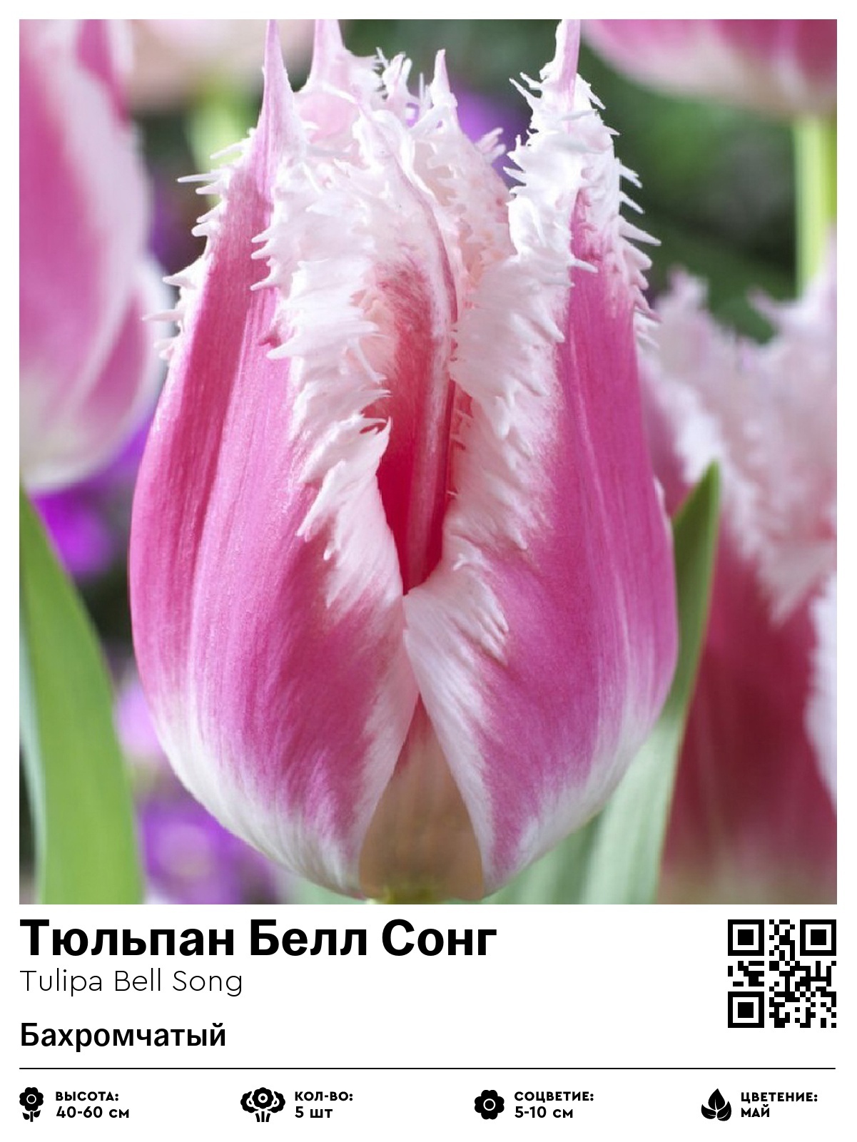 Тюльпан Белл Сонг (Бахромчатый)