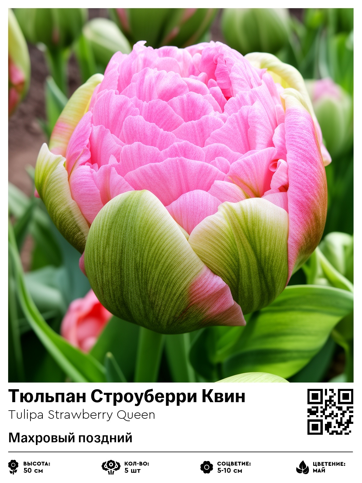 Тюльпан Строуберри Квин (Махровый поздний)