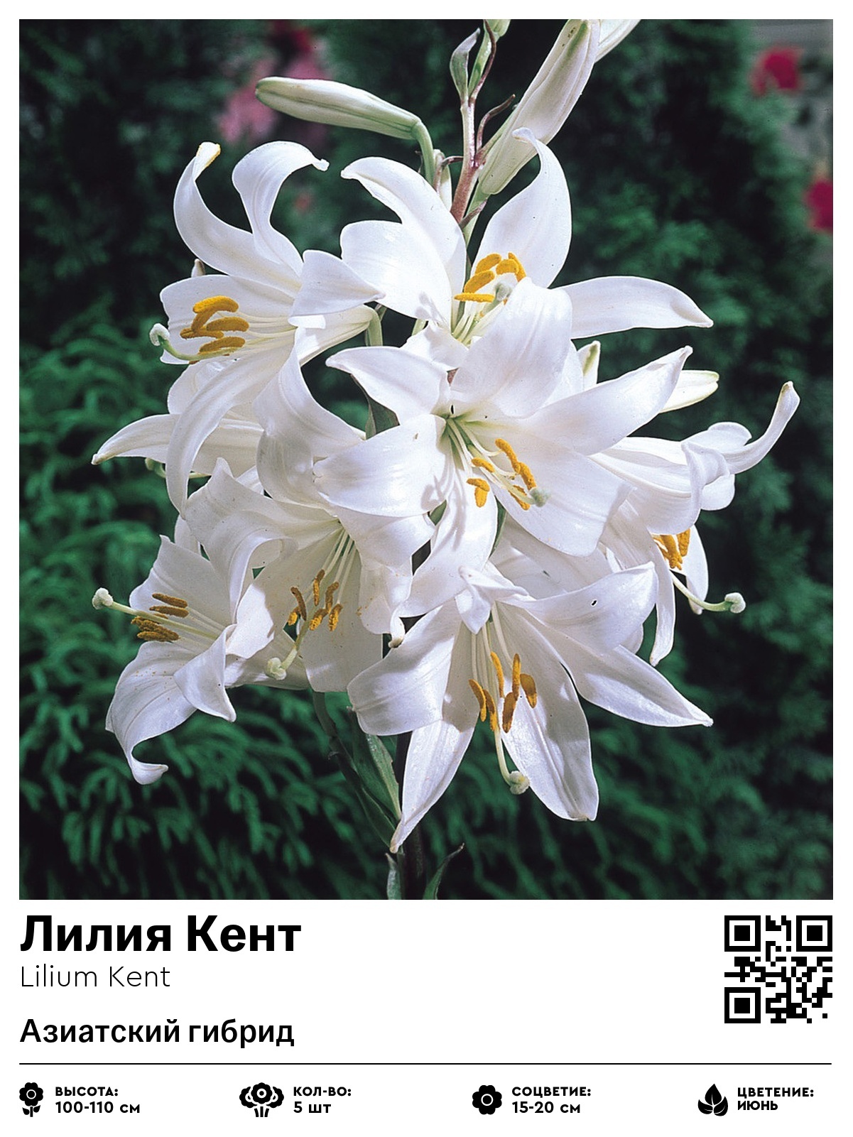 Лилия Кент (Азиатский гибрид)
