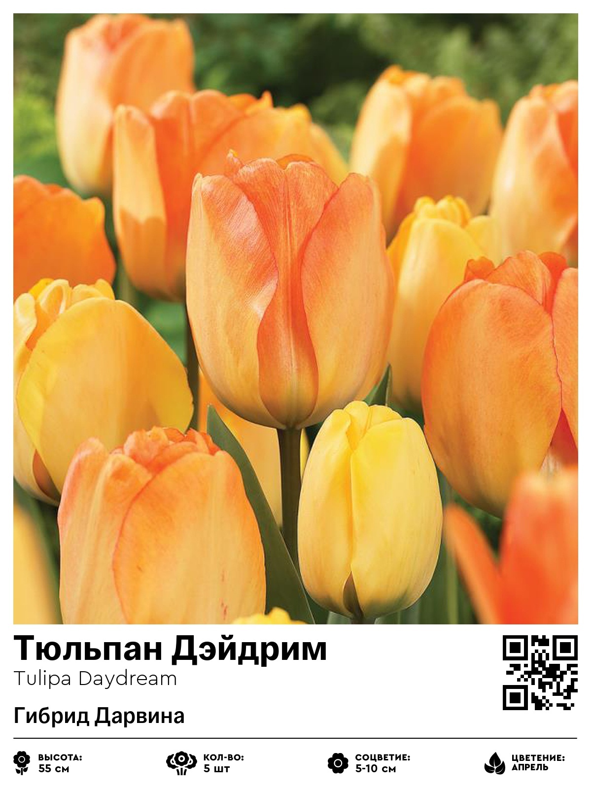 Тюльпан Дэйдрим (Гибрид Дарвина)