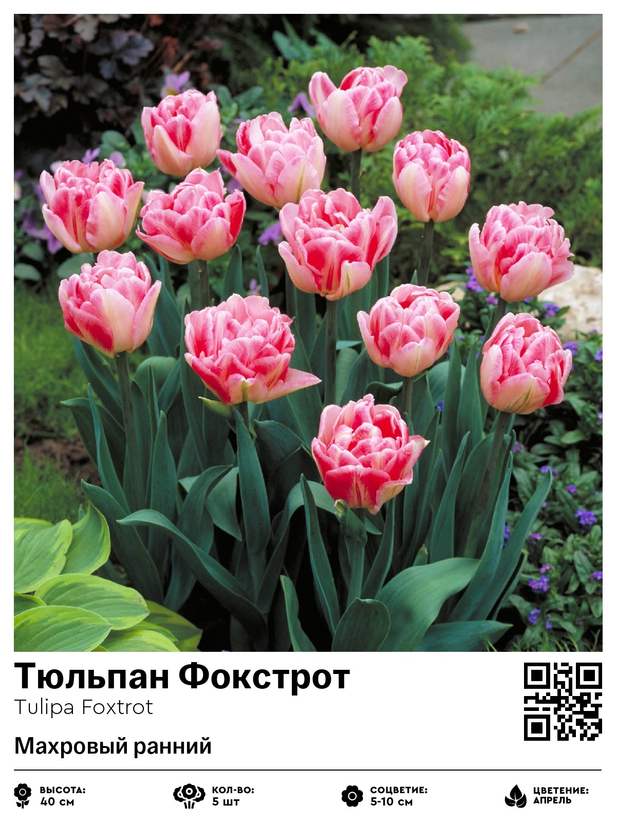 Тюльпан Фокстрот (Махровый ранний)