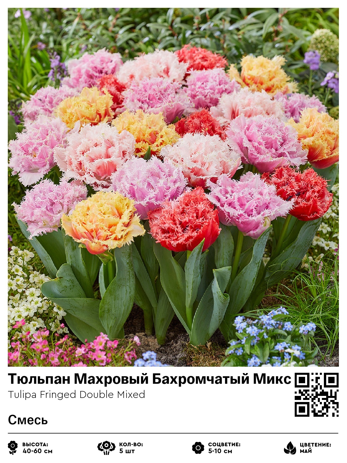 Тюльпан Махровый Бахромчатый Микс (Смесь)