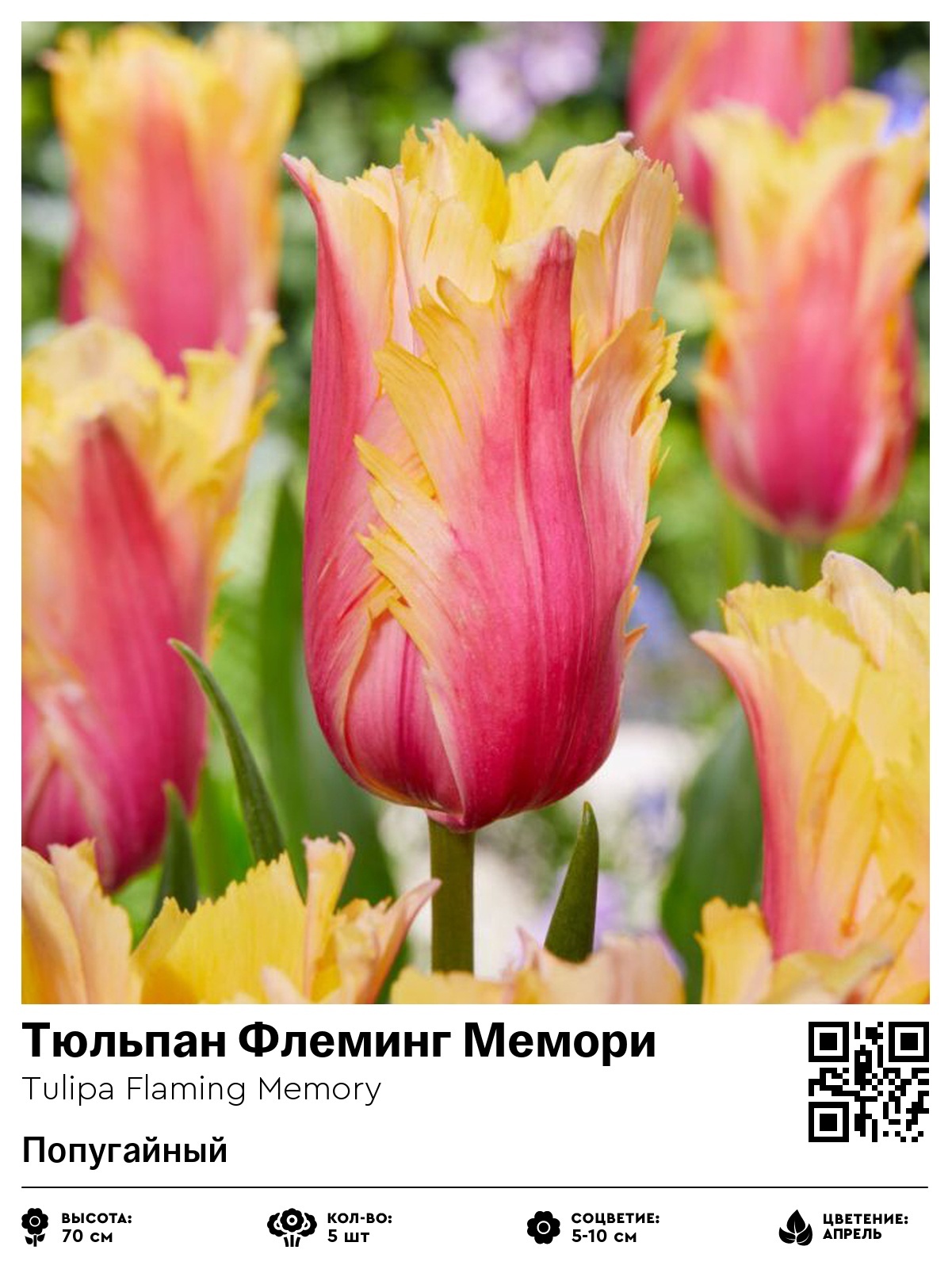 Тюльпан Флеминг Мемори (Попугайный)