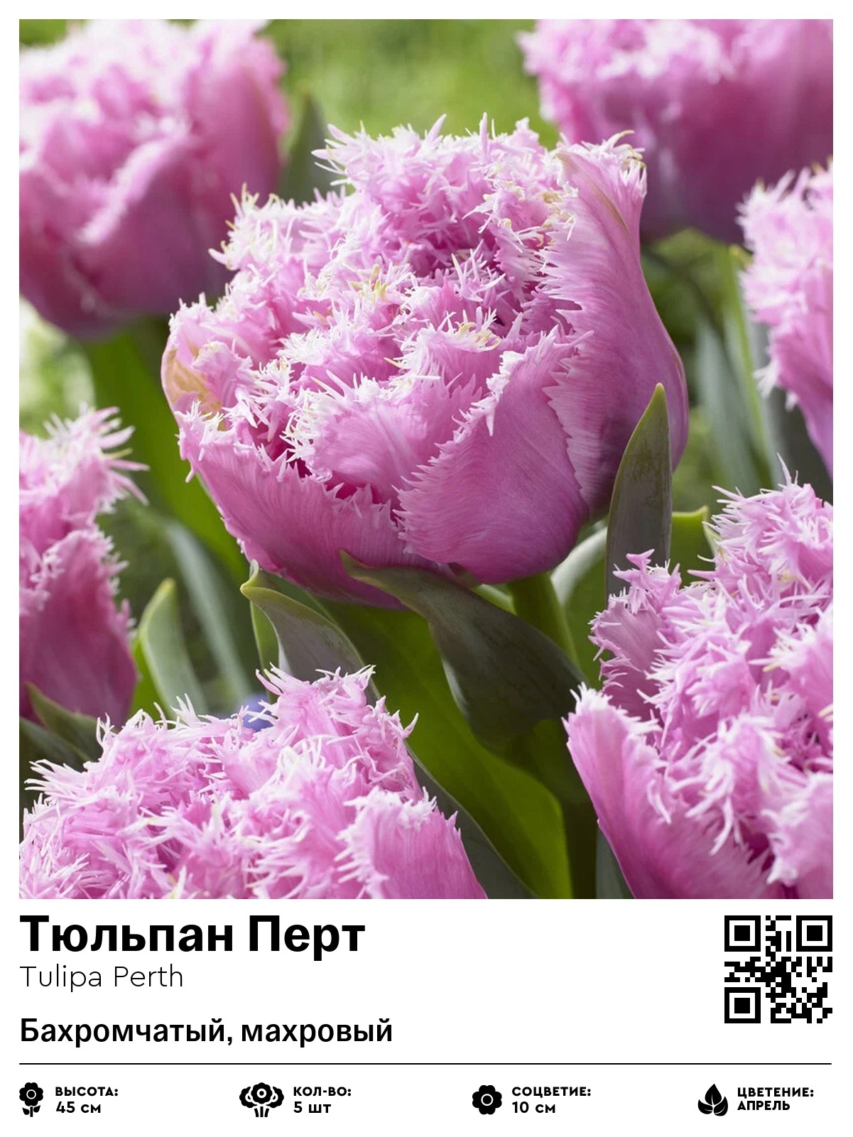 Тюльпан Перт (Бахромчатый, махровый)