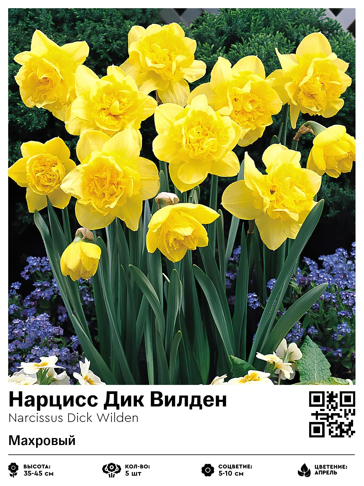 Нарцисс Дик Вилден (Махровый)