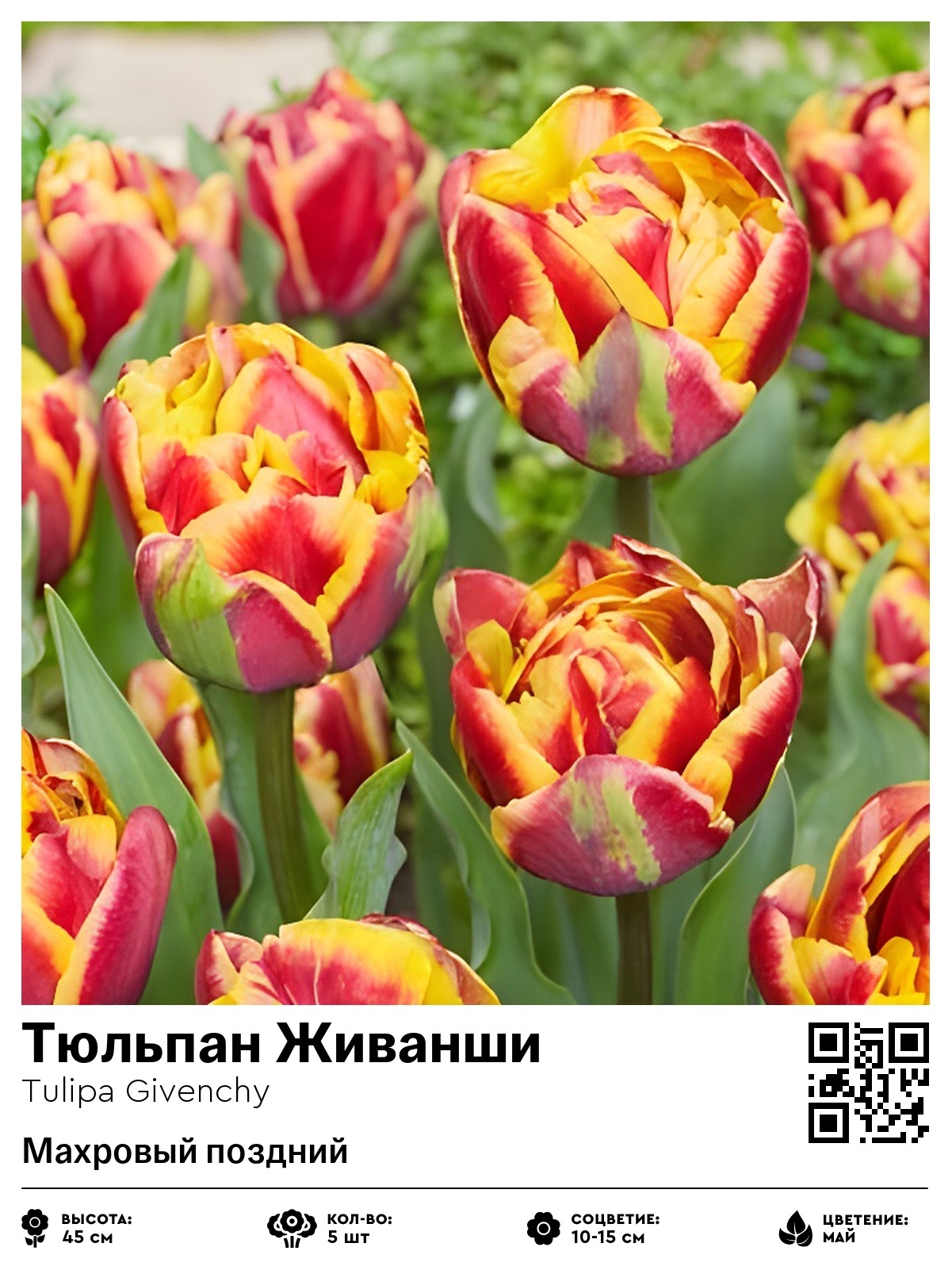 Тюльпан Живанши (Махровый поздний)