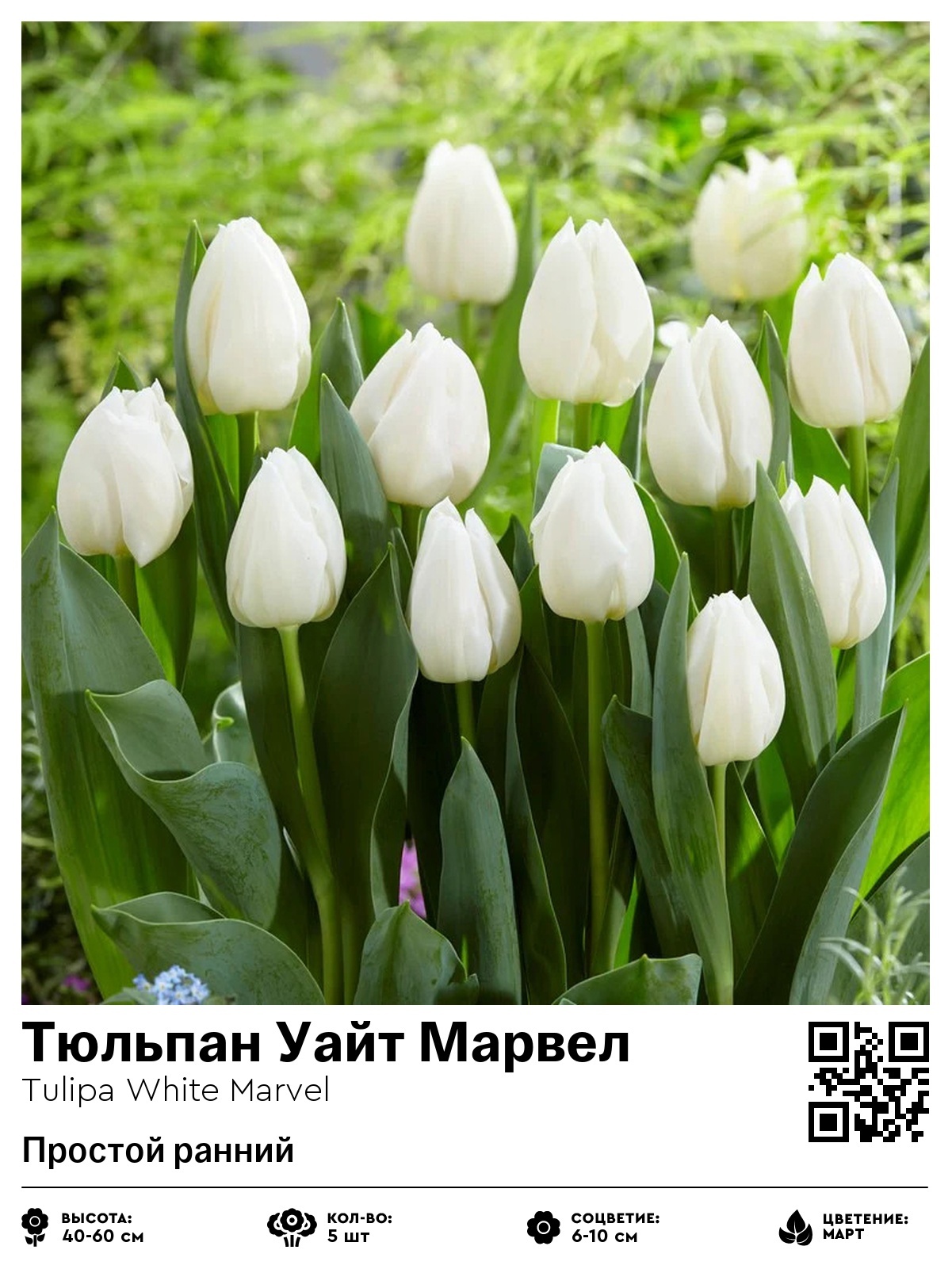 Тюльпан Уайт Марвел (Простой ранний)