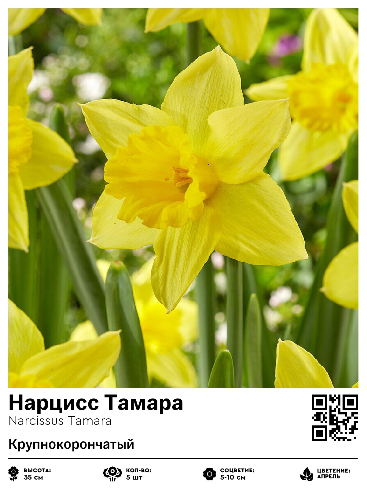 Нарцисс Тамара (Крупнокорончатый)