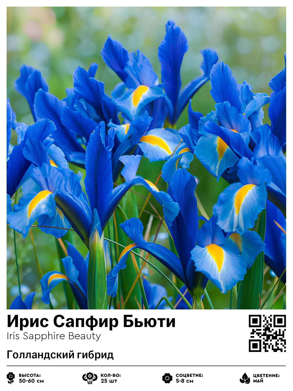 Ирис Сапфир Бьюти (Голландский гибрид)