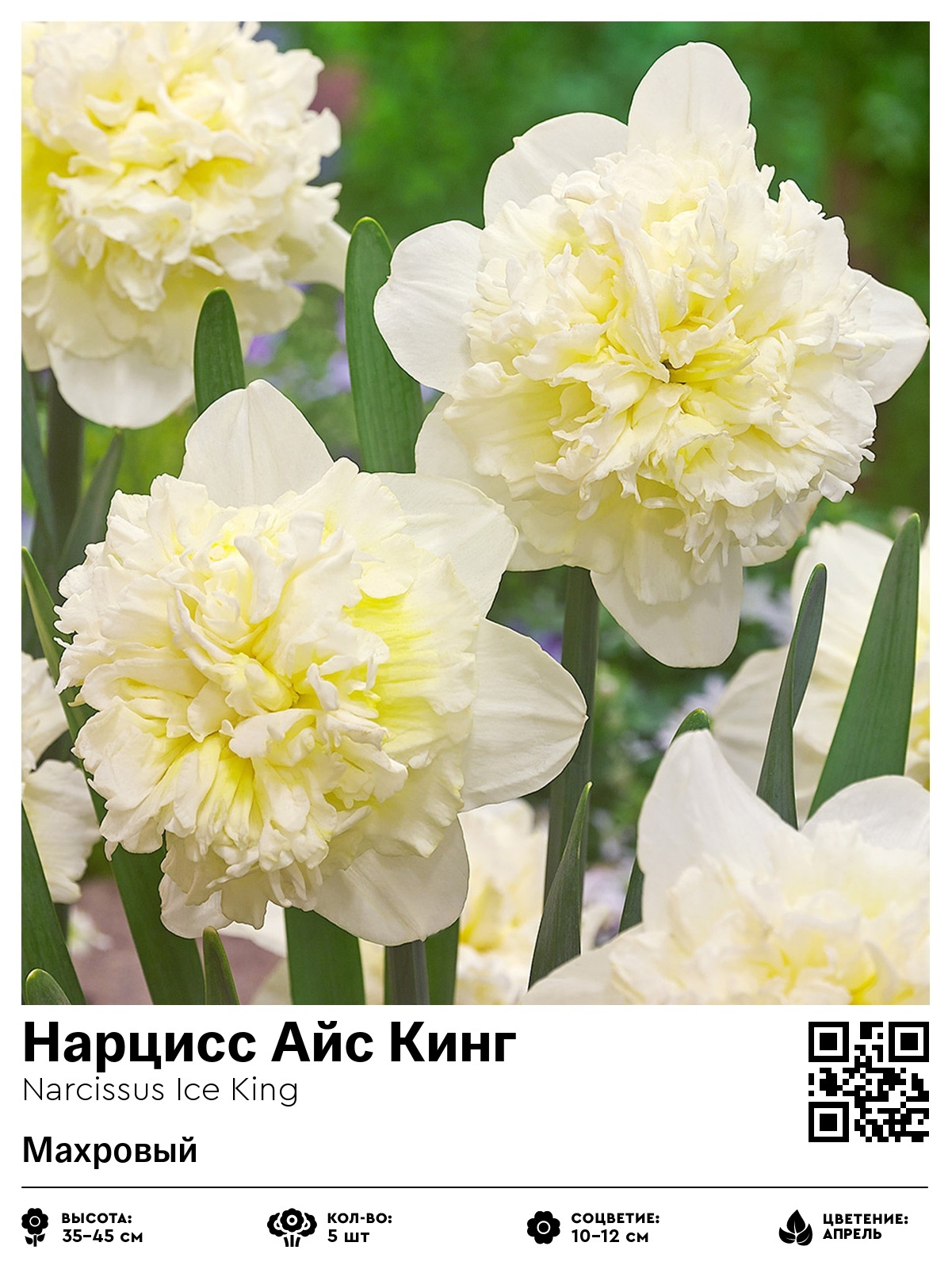 Нарцисс Айс Кинг (Махровый)