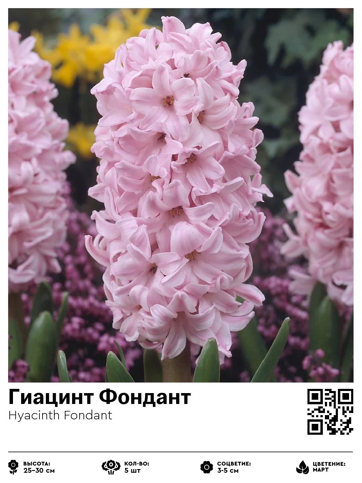 Гиацинт Фондант