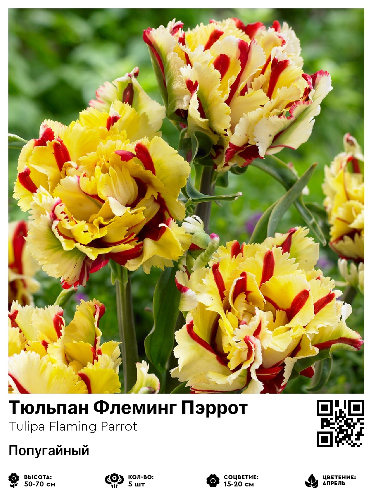 Тюльпан Флеминг Пэррот (Попугайный)