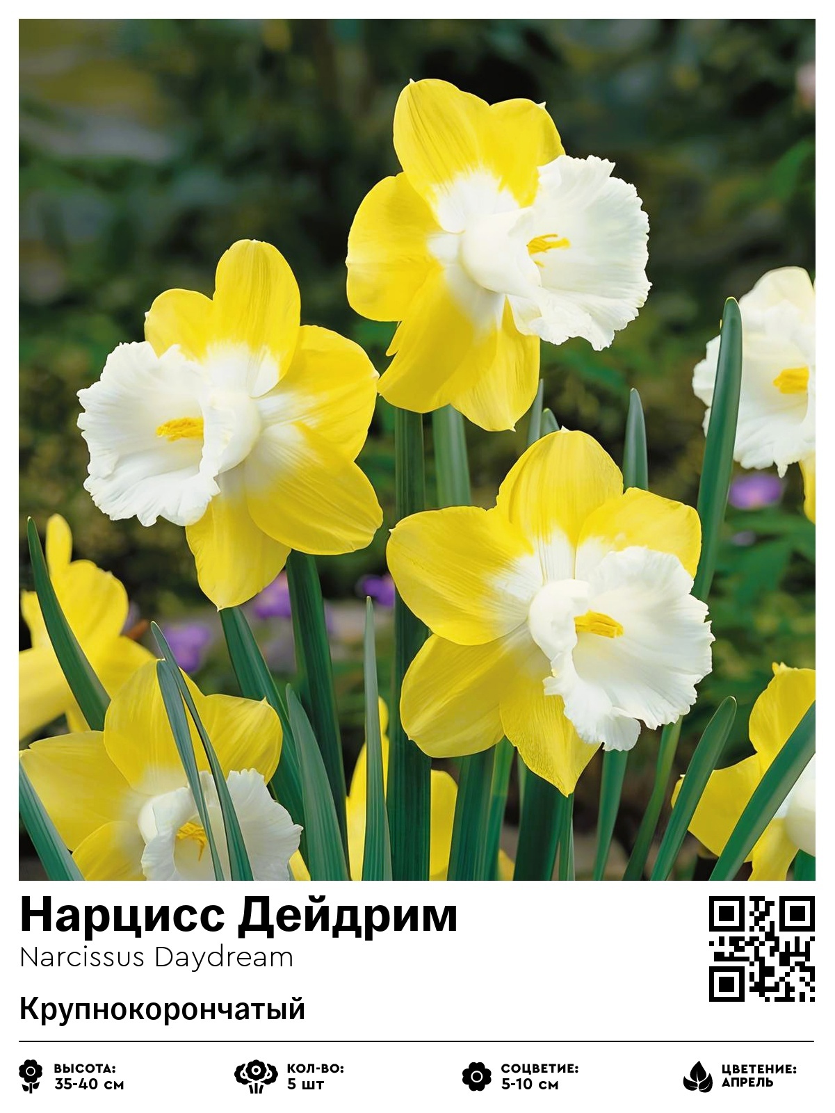 Нарцисс Дейдрим (Крупнокорончатый)