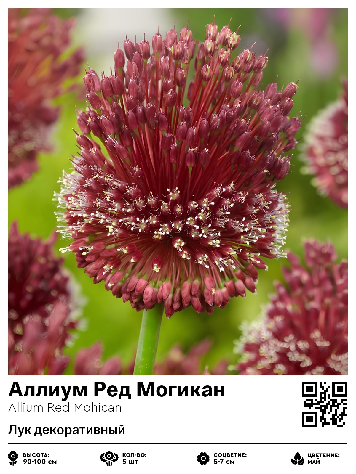 Аллиум Ред Могикан (Лук декоративный)