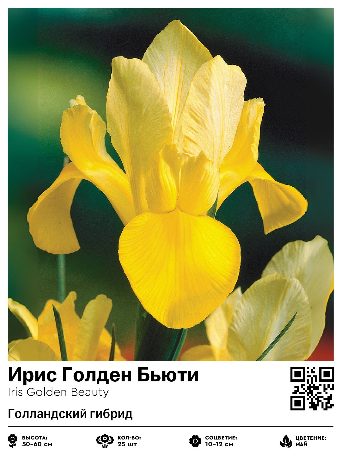 Ирис Голден Бьюти (Голландский гибрид)