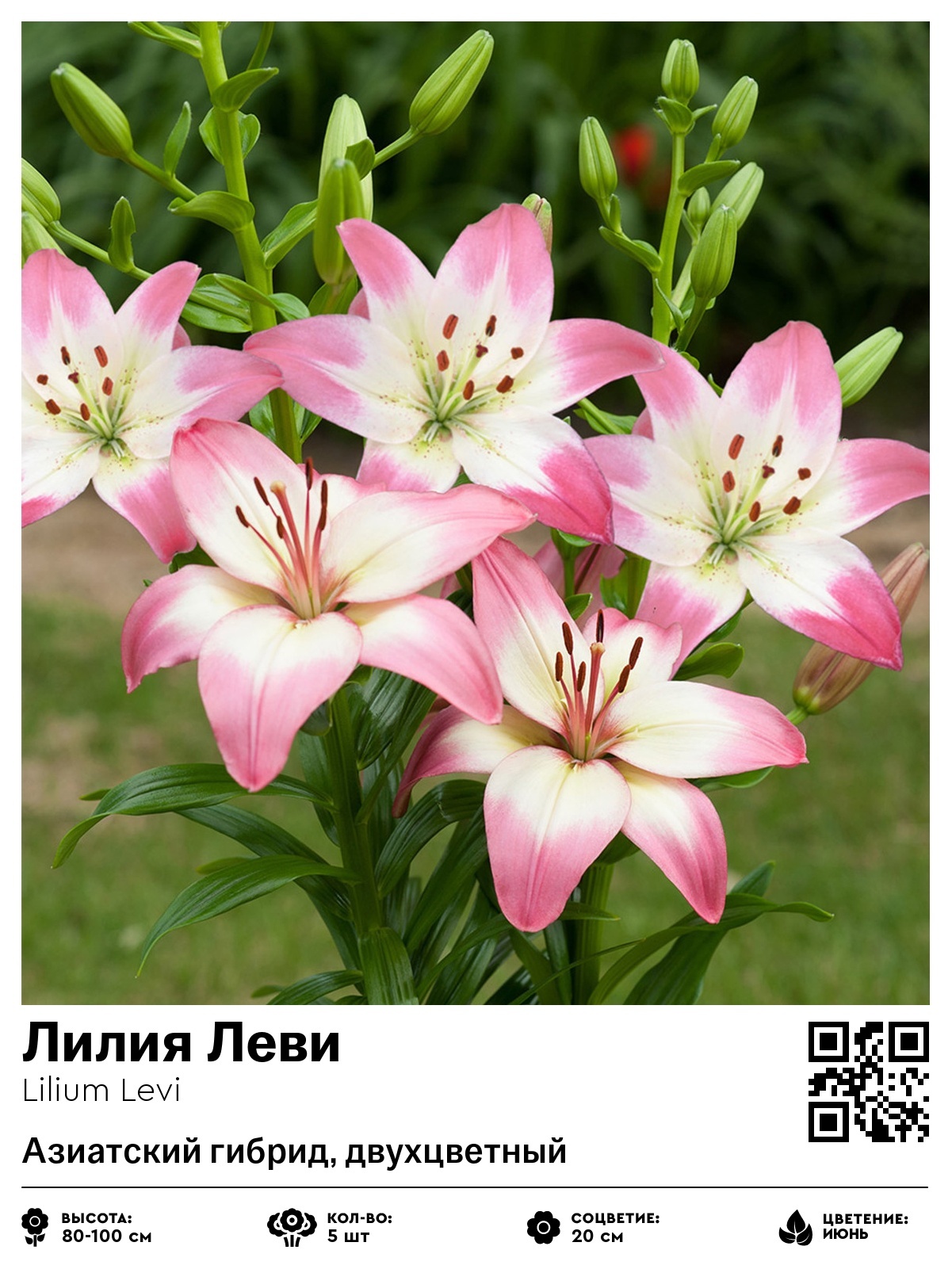 Лилия Леви (Азиатский гибрид, двухцветный)