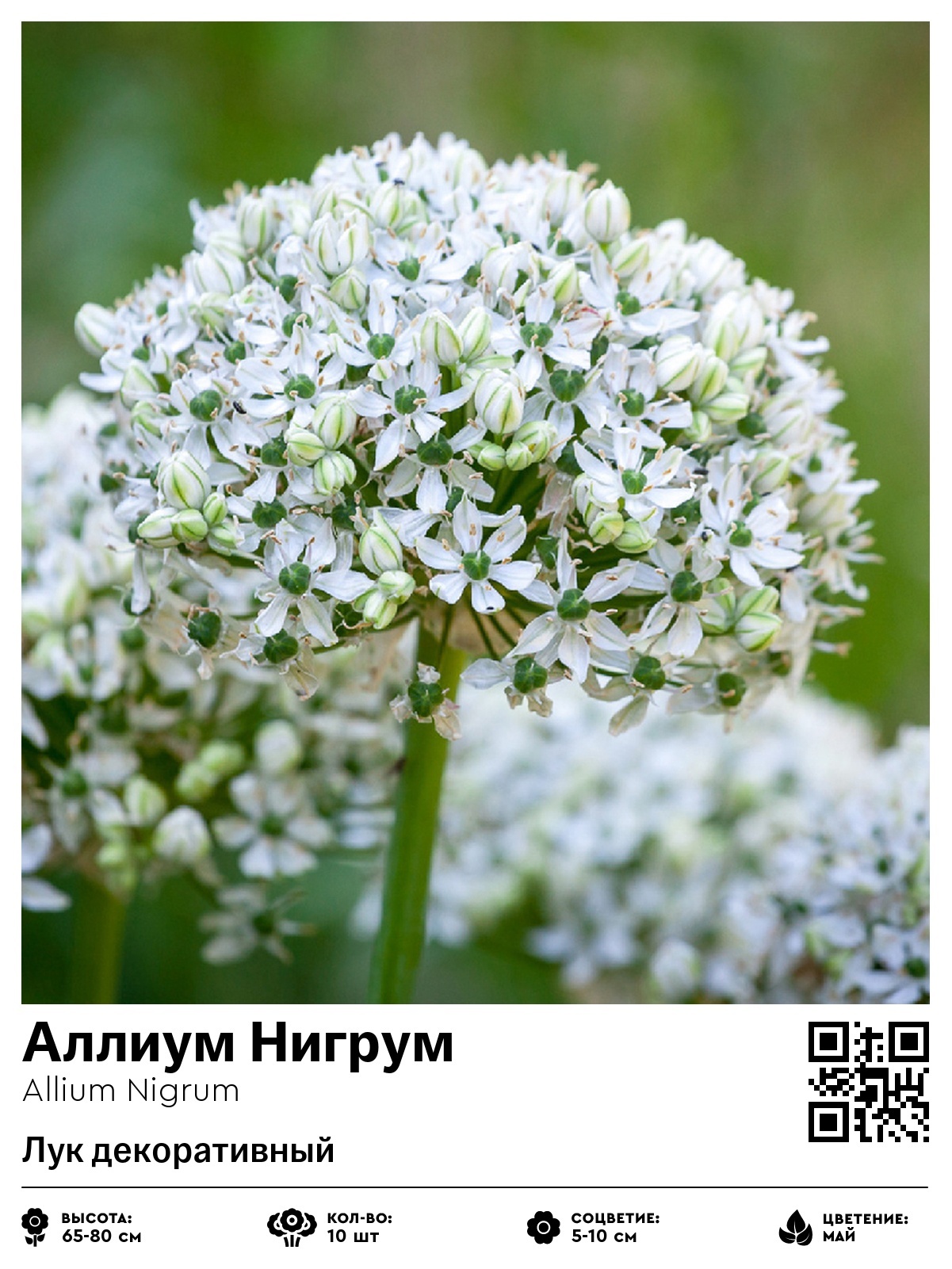 Аллиум Нигрум (Лук декоративный)
