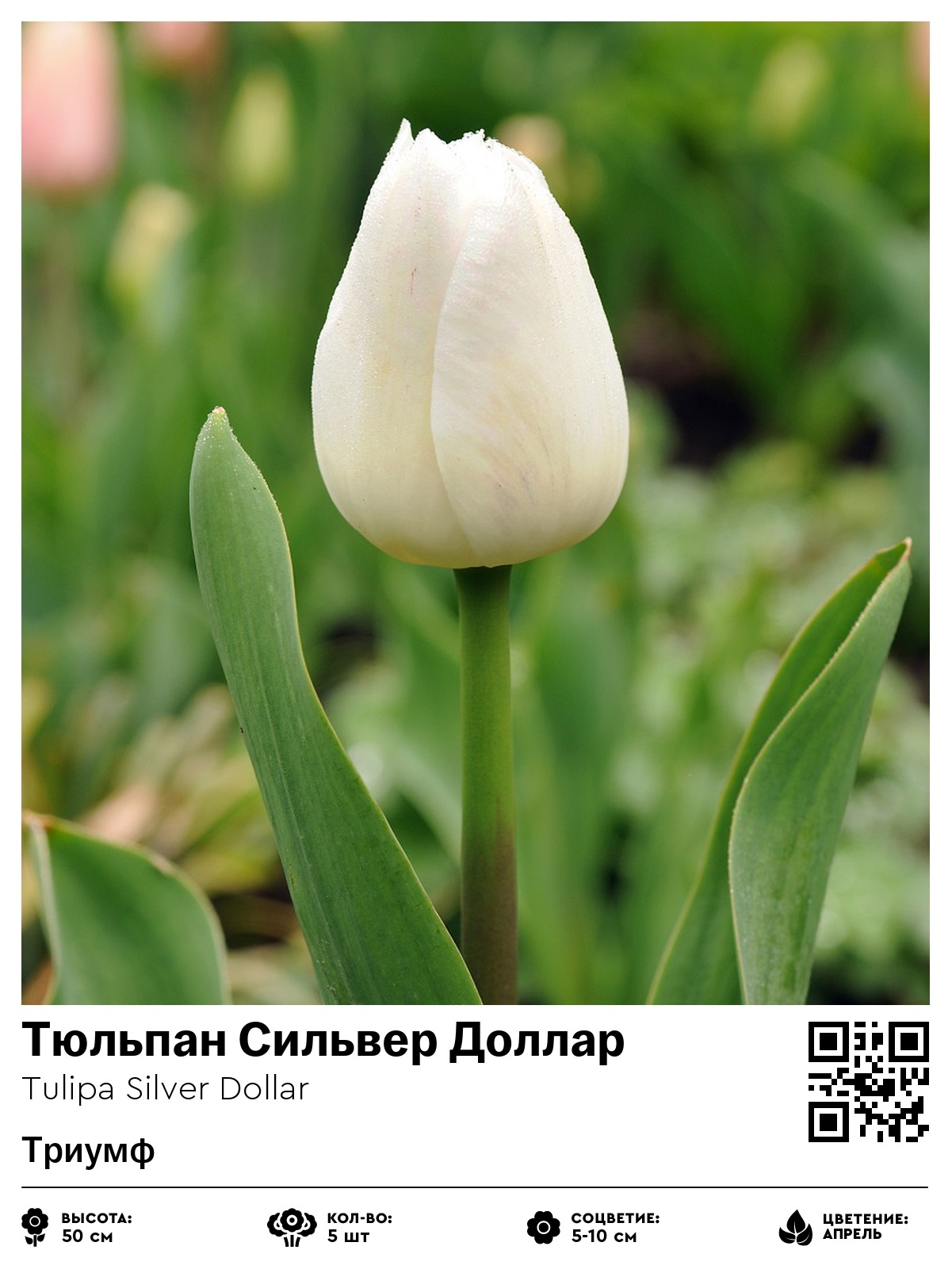 Тюльпан Сильвер Доллар (Триумф)