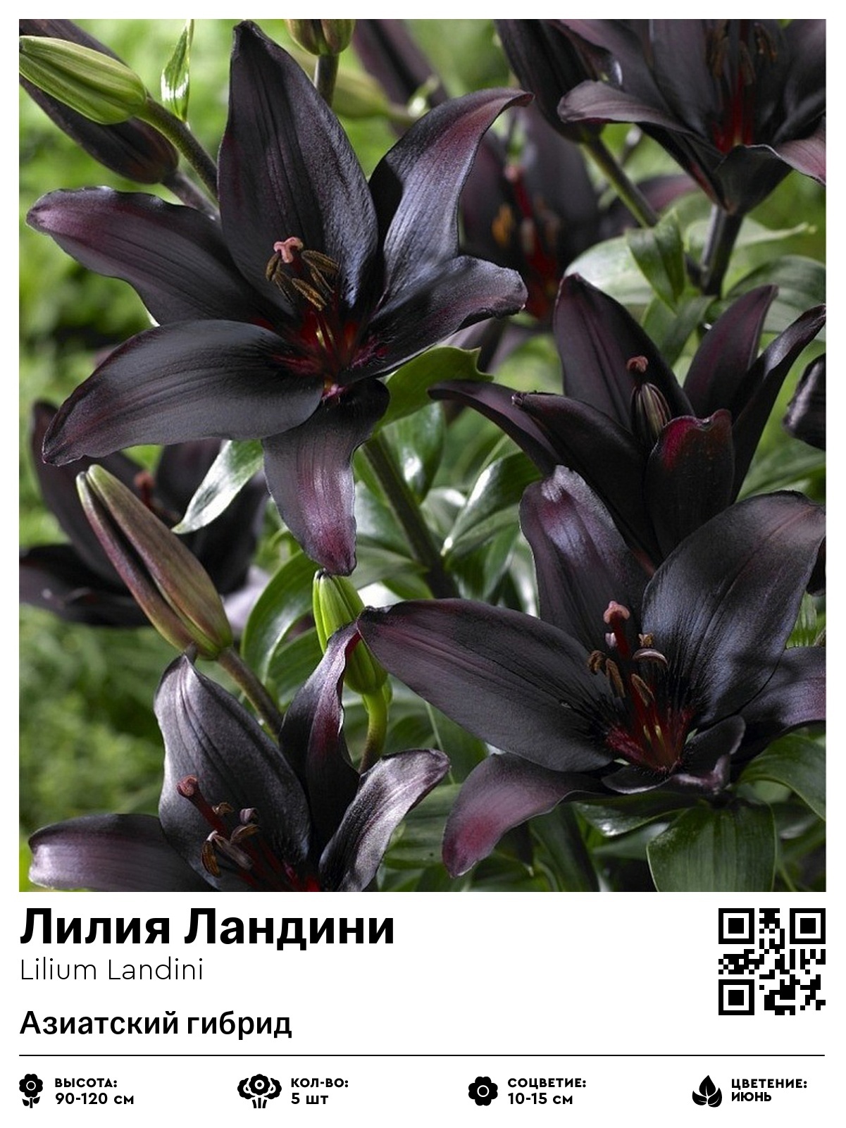 Лилия Ландини (Азиатский гибрид)