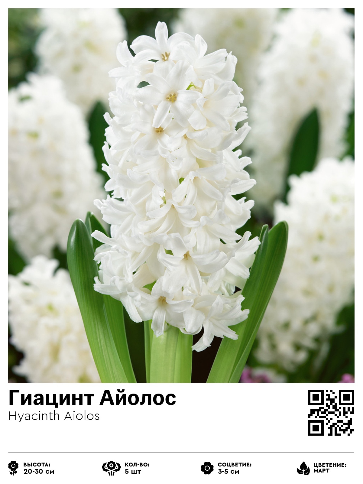 Гиацинт Айолос