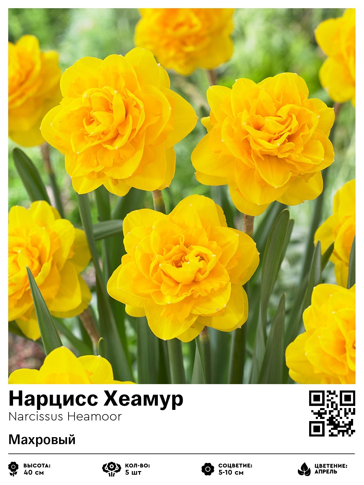 Нарцисс Хеамур (Махровый)