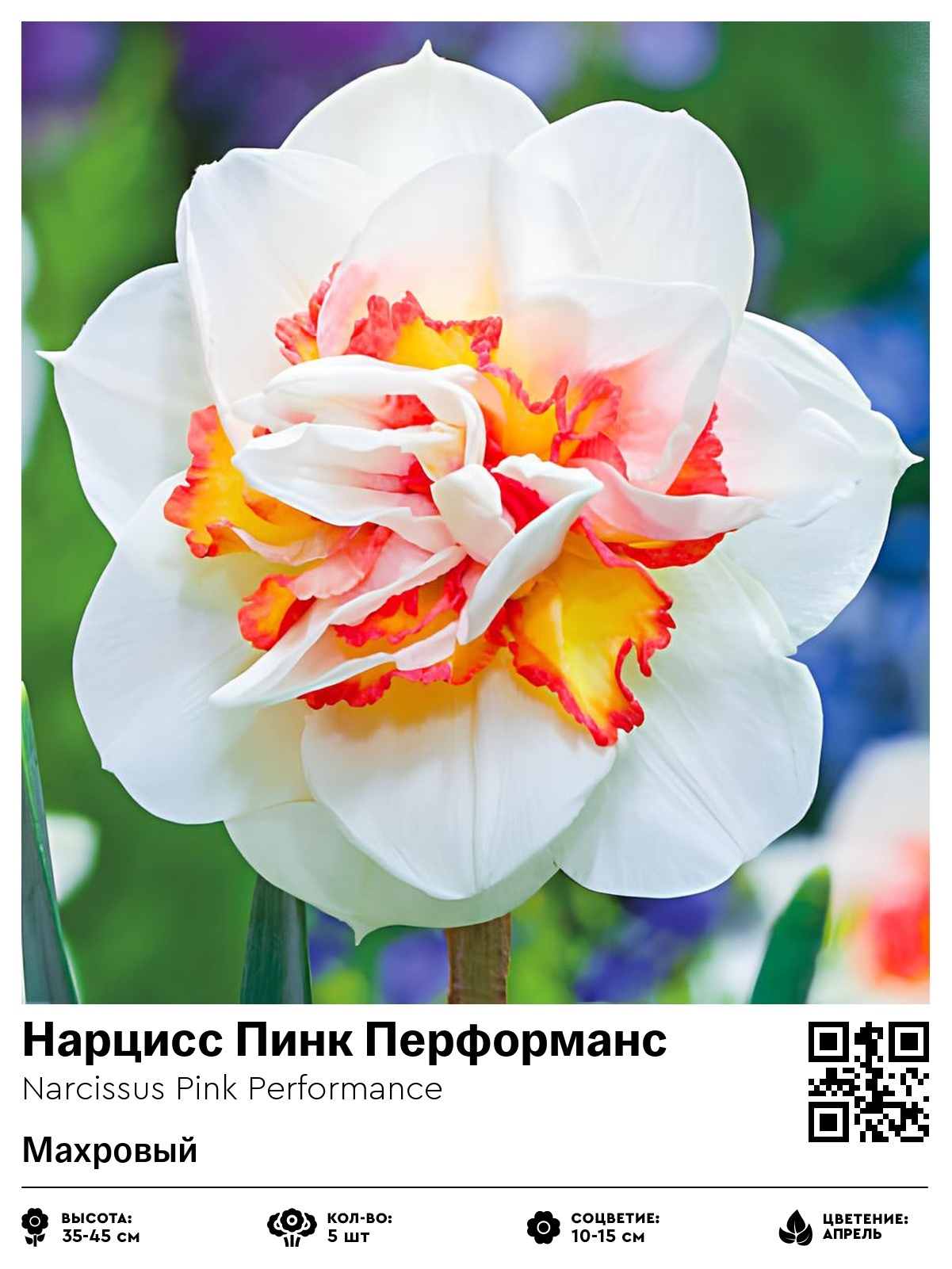 Нарцисс Пинк Перформанс (Махровый)