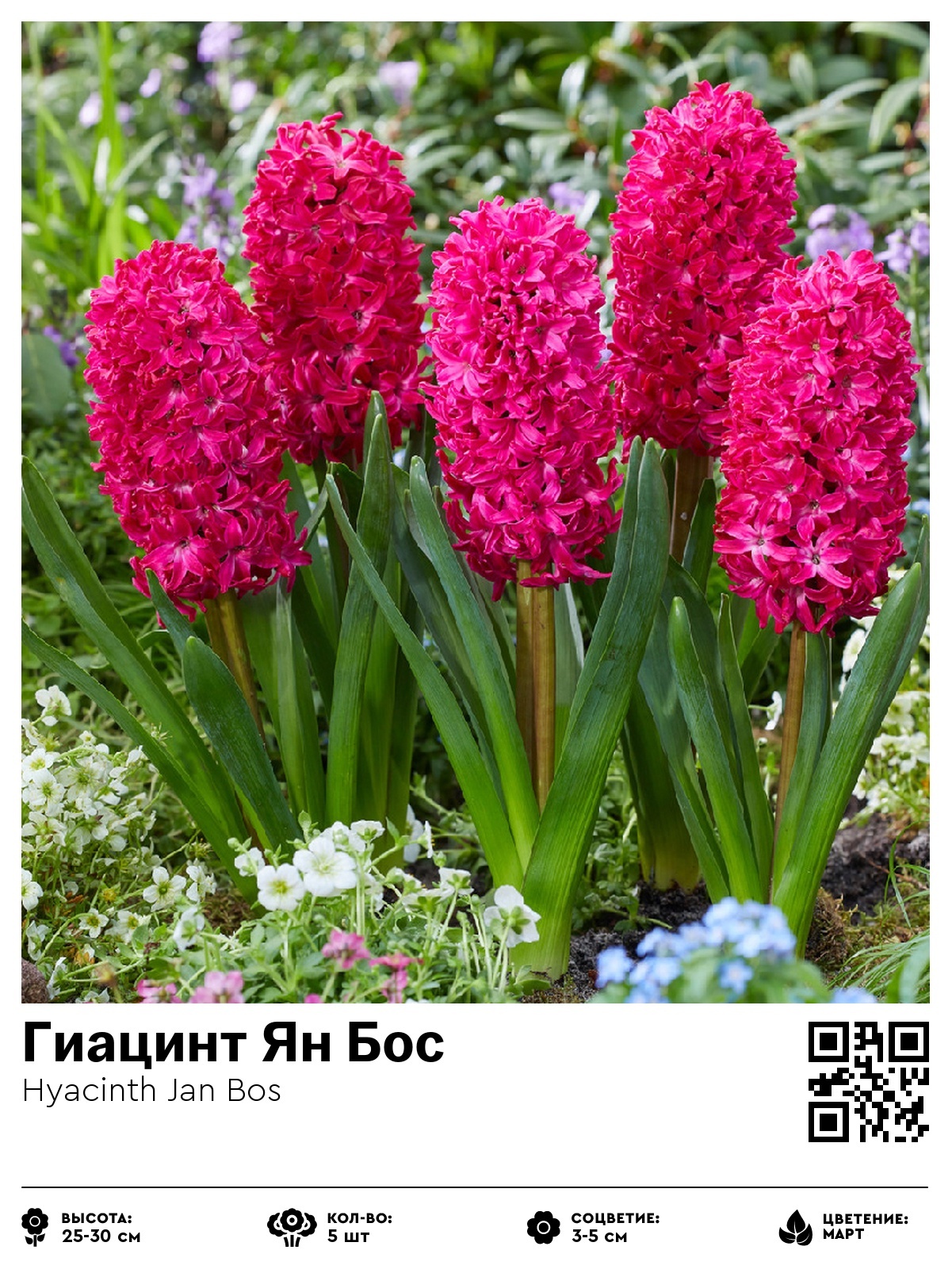 Гиацинт Ян Бос