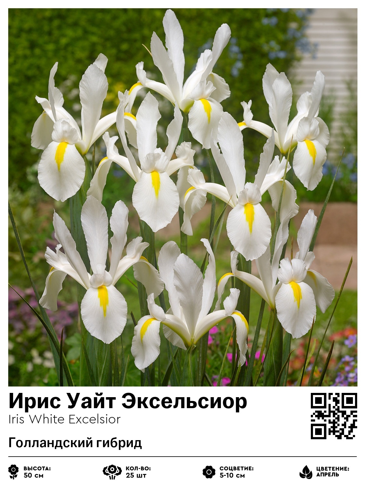 Ирис Уайт Эксельсиор (Голландский гибрид)
