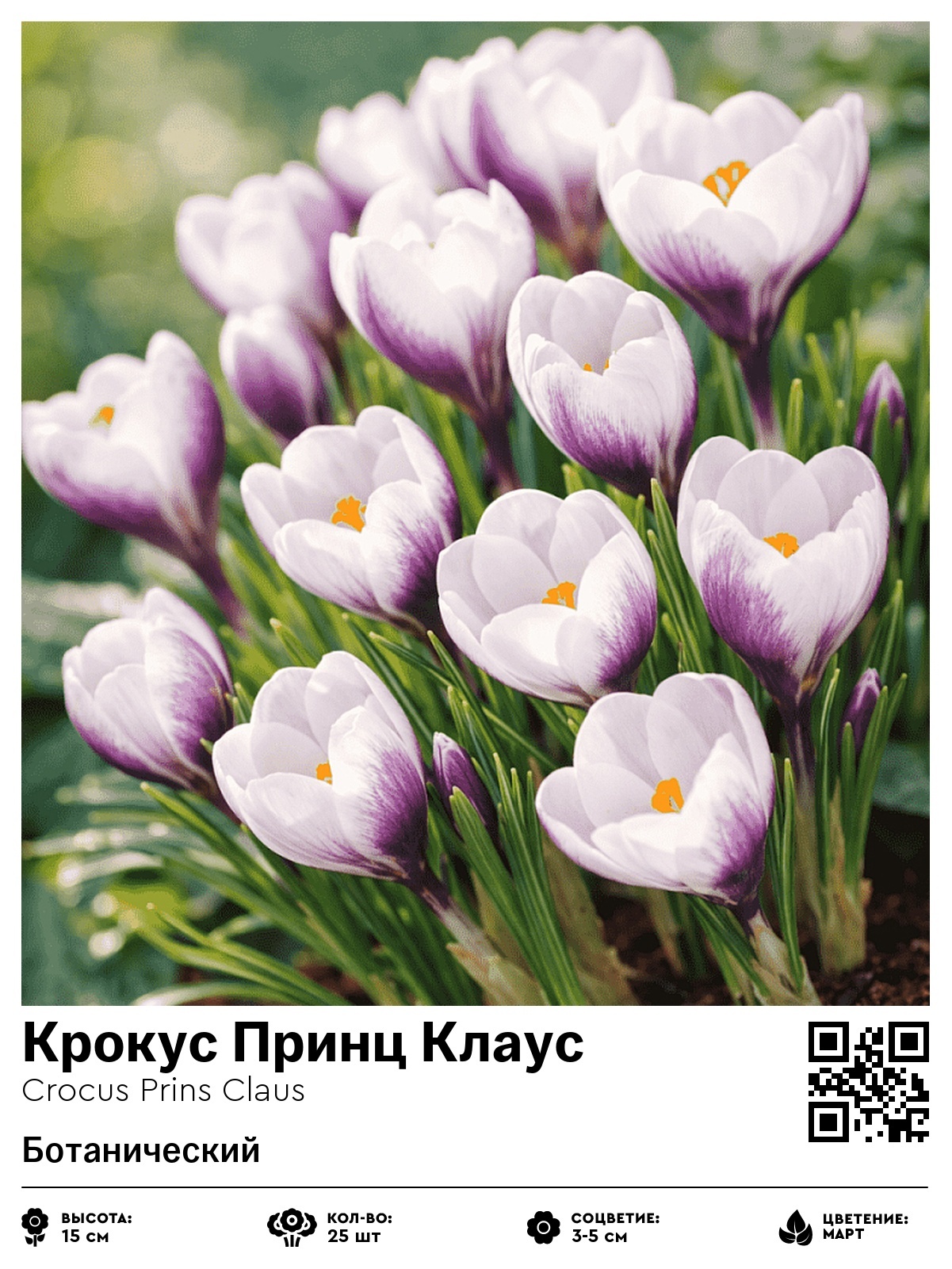 Крокус Принц Клаус (Ботанический)