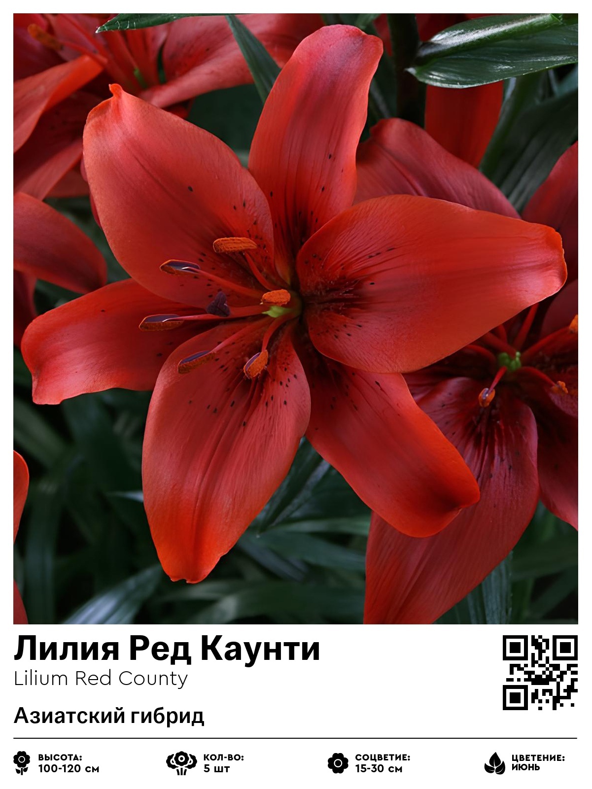 Лилия Ред Каунти (Азиатский гибрид)