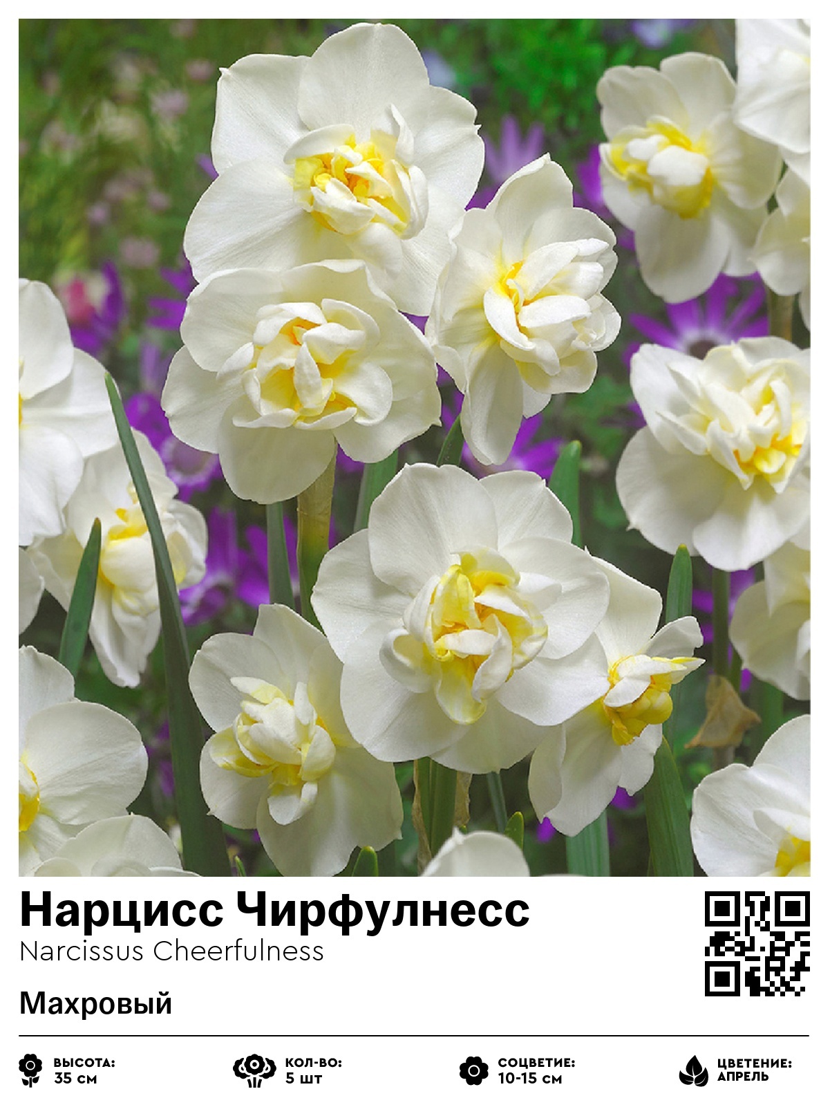 Нарцисс Чирфулнесс (Махровый)