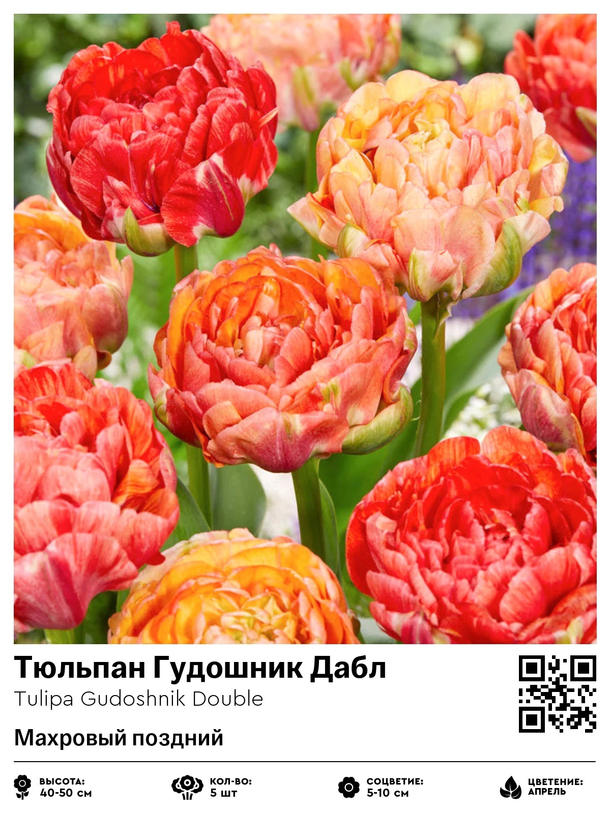Тюльпан Гудошник Дабл (Махровый поздний)