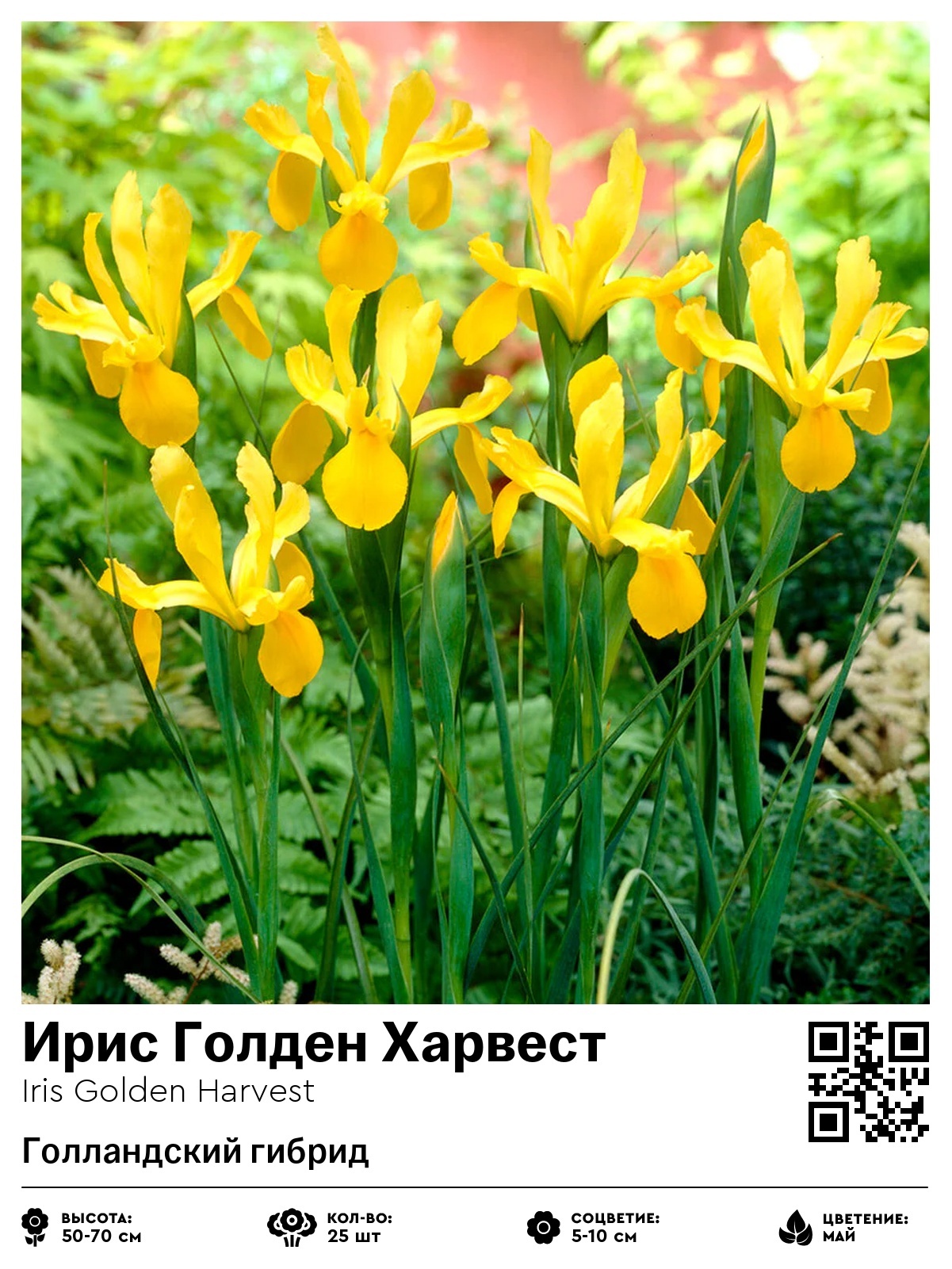 Ирис Голден Харвест (Голландский гибрид)