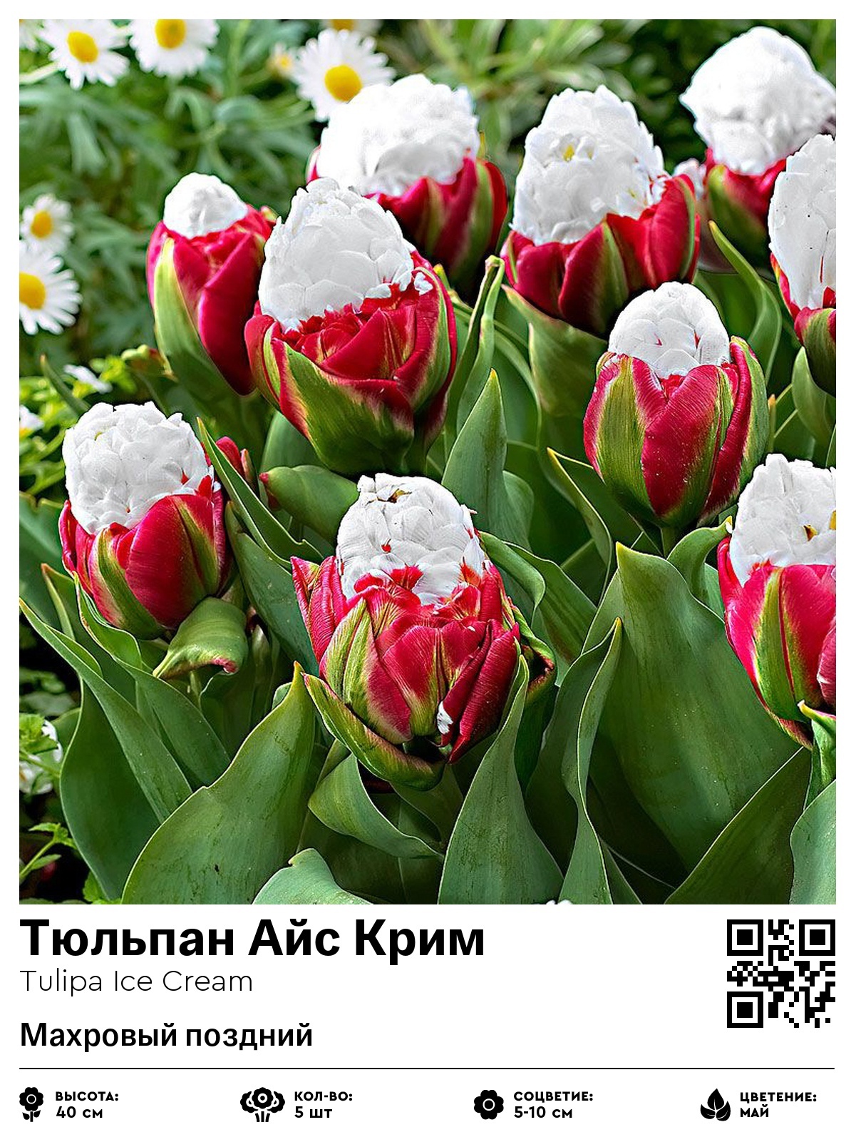 Тюльпан Айс Крим (Махровый поздний)