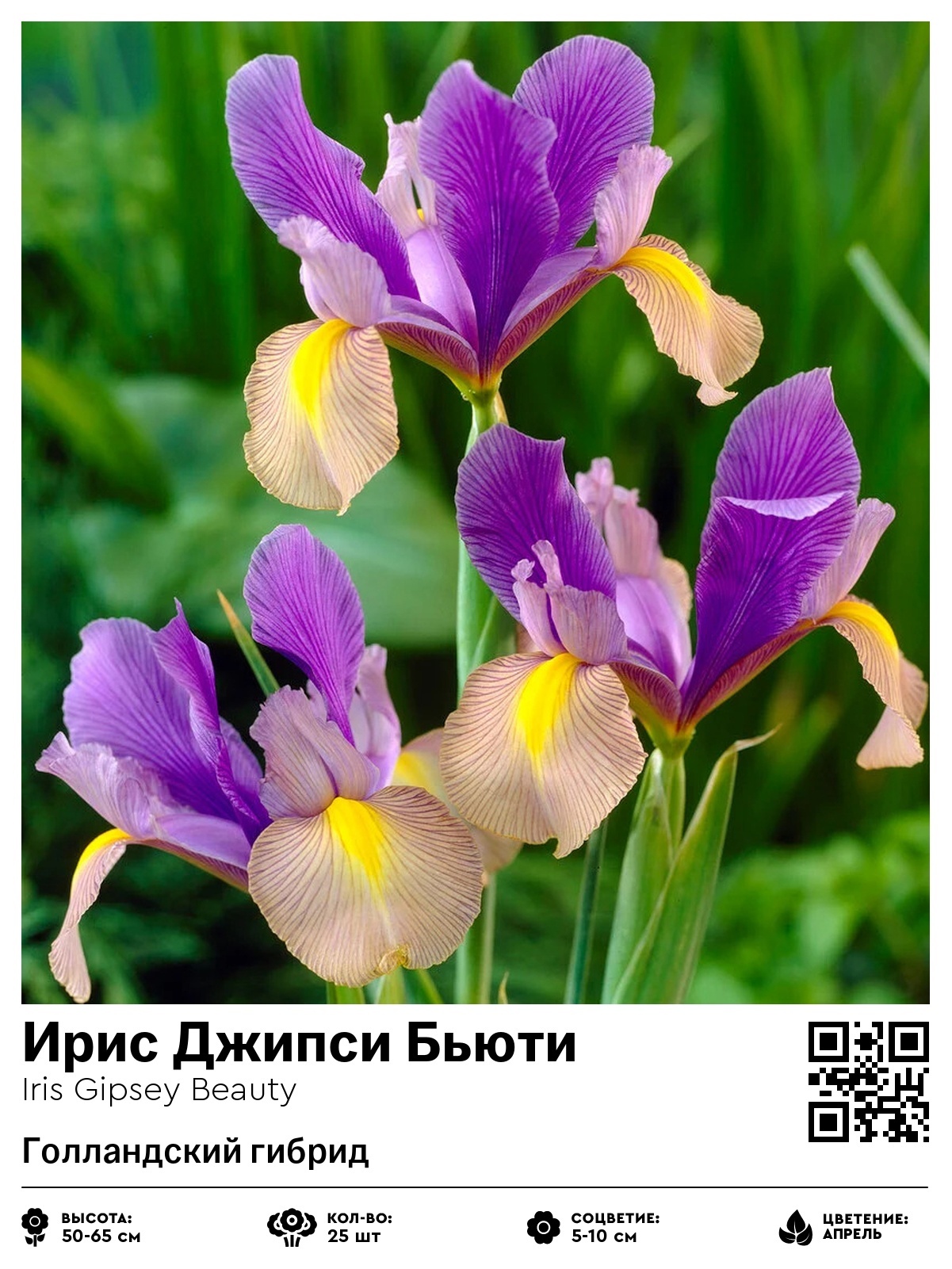 Ирис Джипси Бьюти (Голландский гибрид)