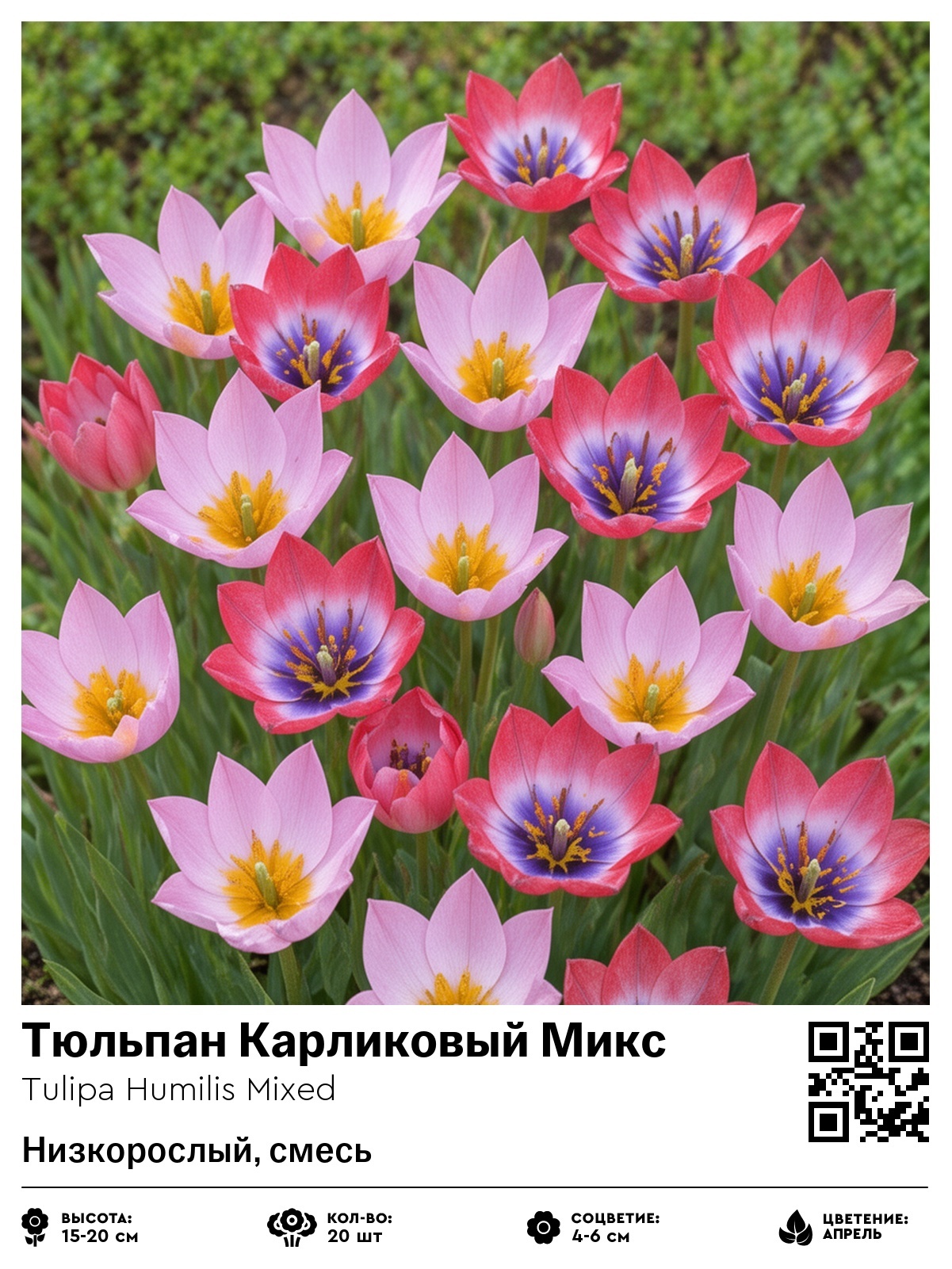 Тюльпан Карликовый Микс (Низкорослый, смесь)