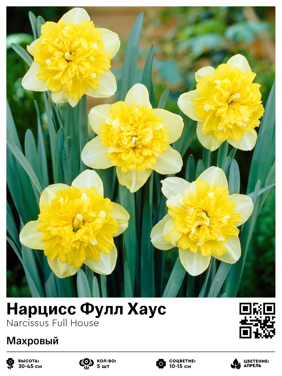 Нарцисс Фулл Хаус (Махровый)