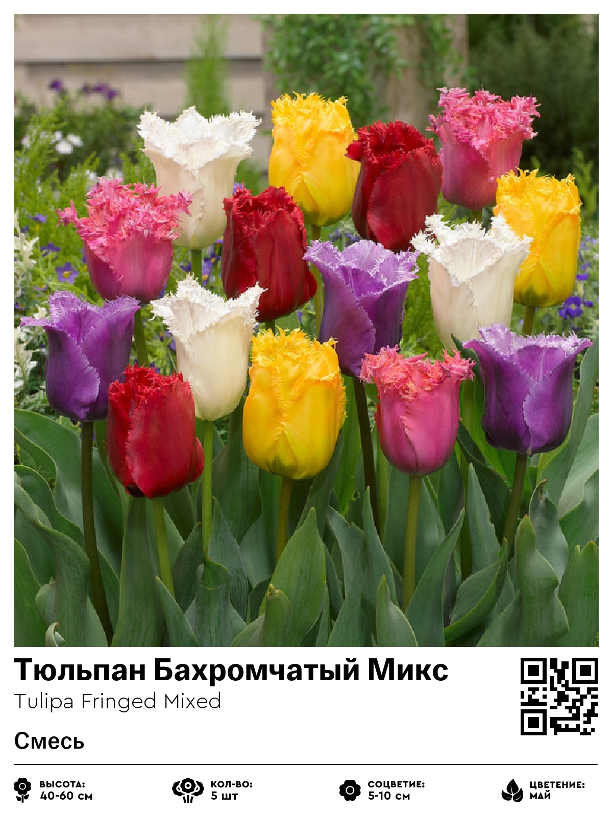Тюльпан Бахромчатый Микс (Смесь)