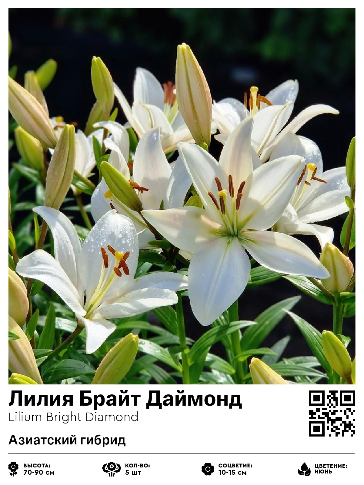 Лилия Брайт Даймонд (Азиатский гибрид)