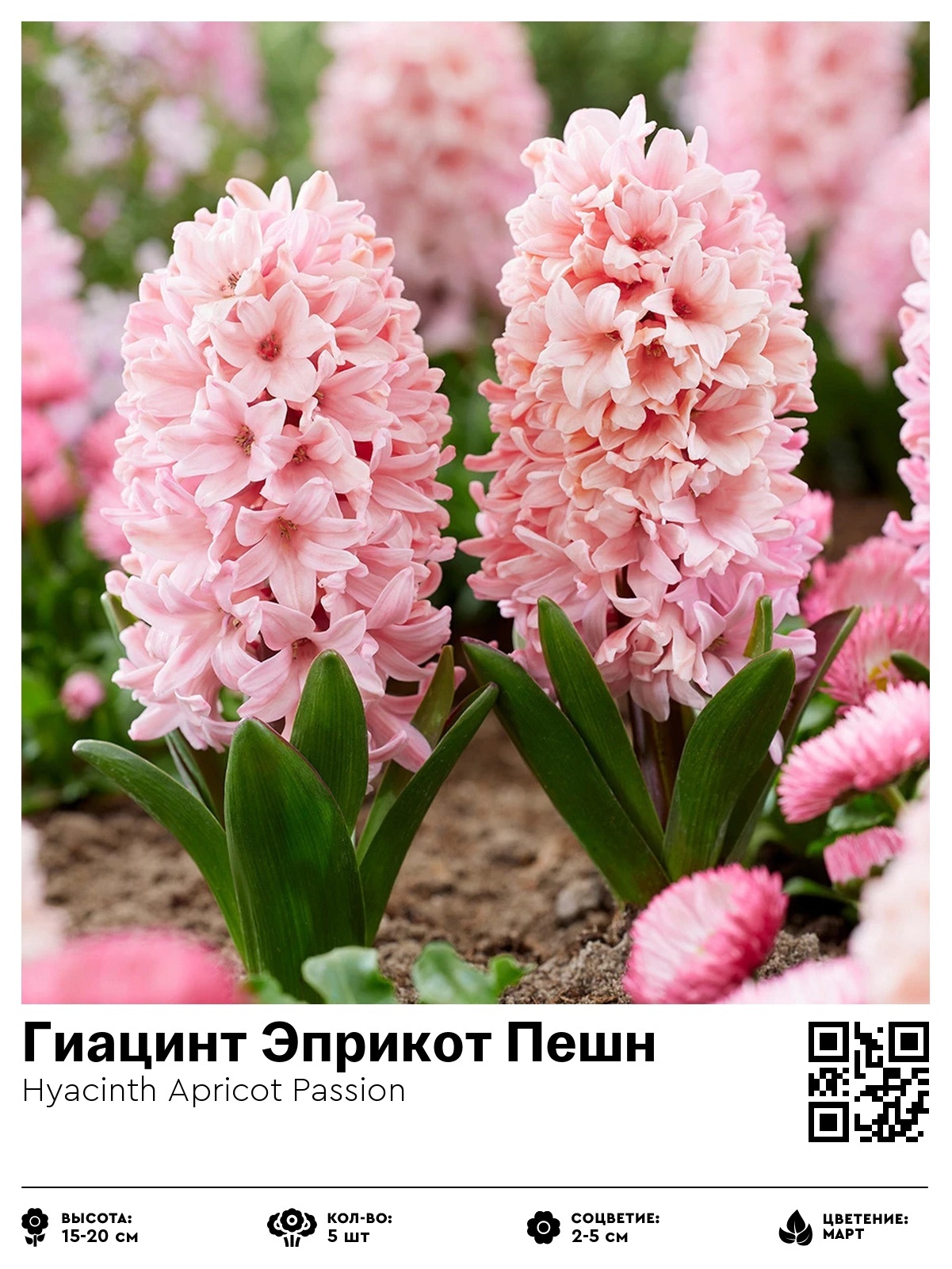 Гиацинт Эприкот Пешн