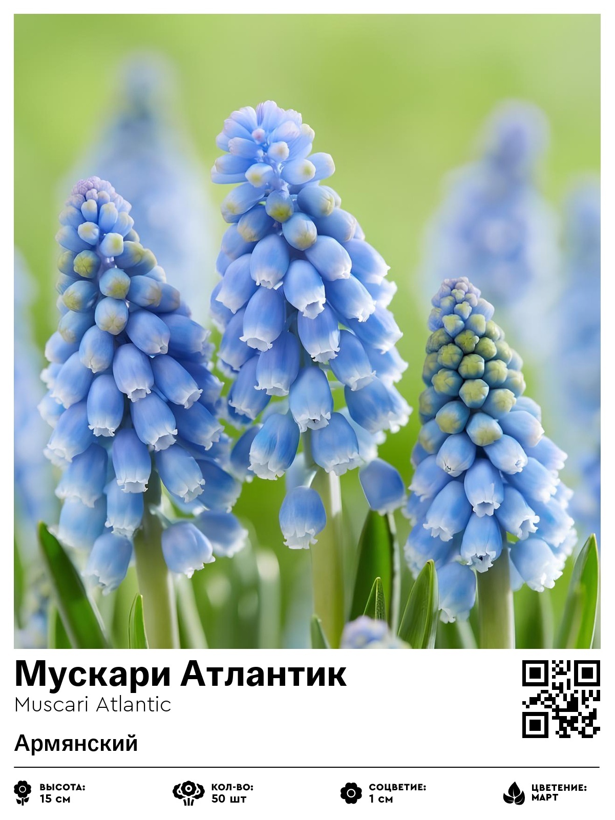 Мускари Атлантик (Армянский)
