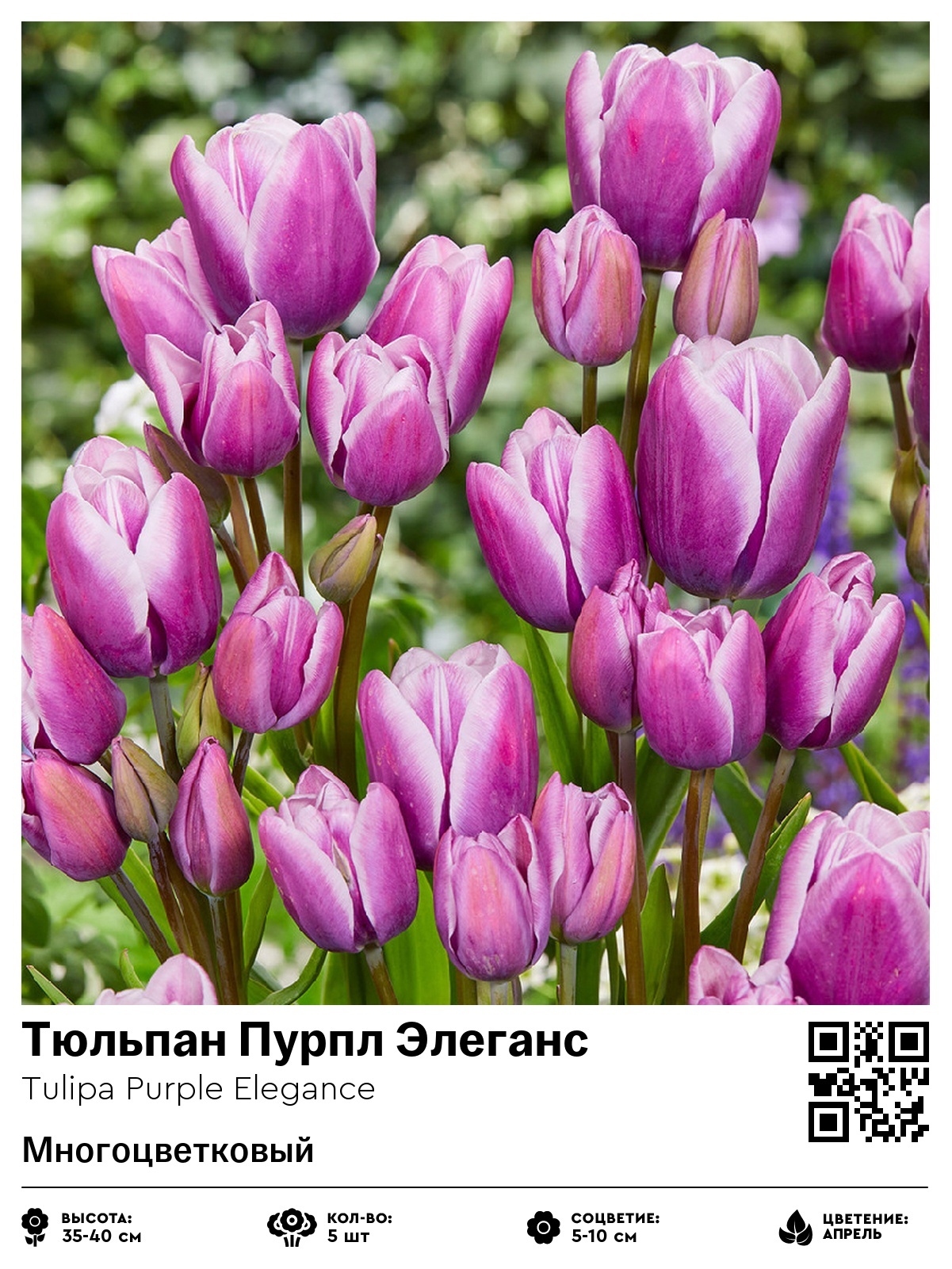 Тюльпан Пурпл Элеганс (Многоцветковый)