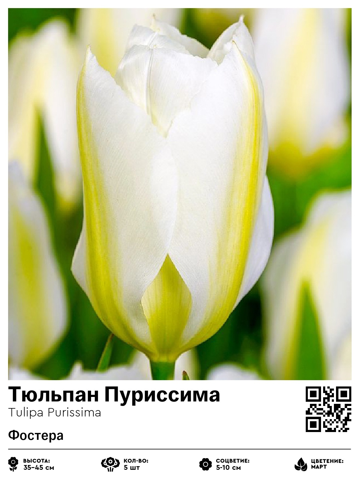 Нарцисс Пинк Перформанс (Махровый)
