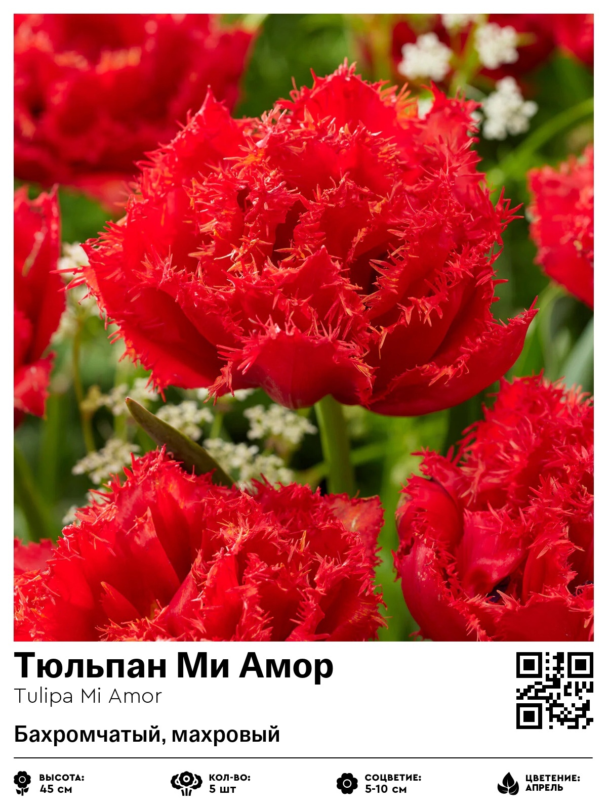 Тюльпан Ми Амор (Бахромчатый, махровый)