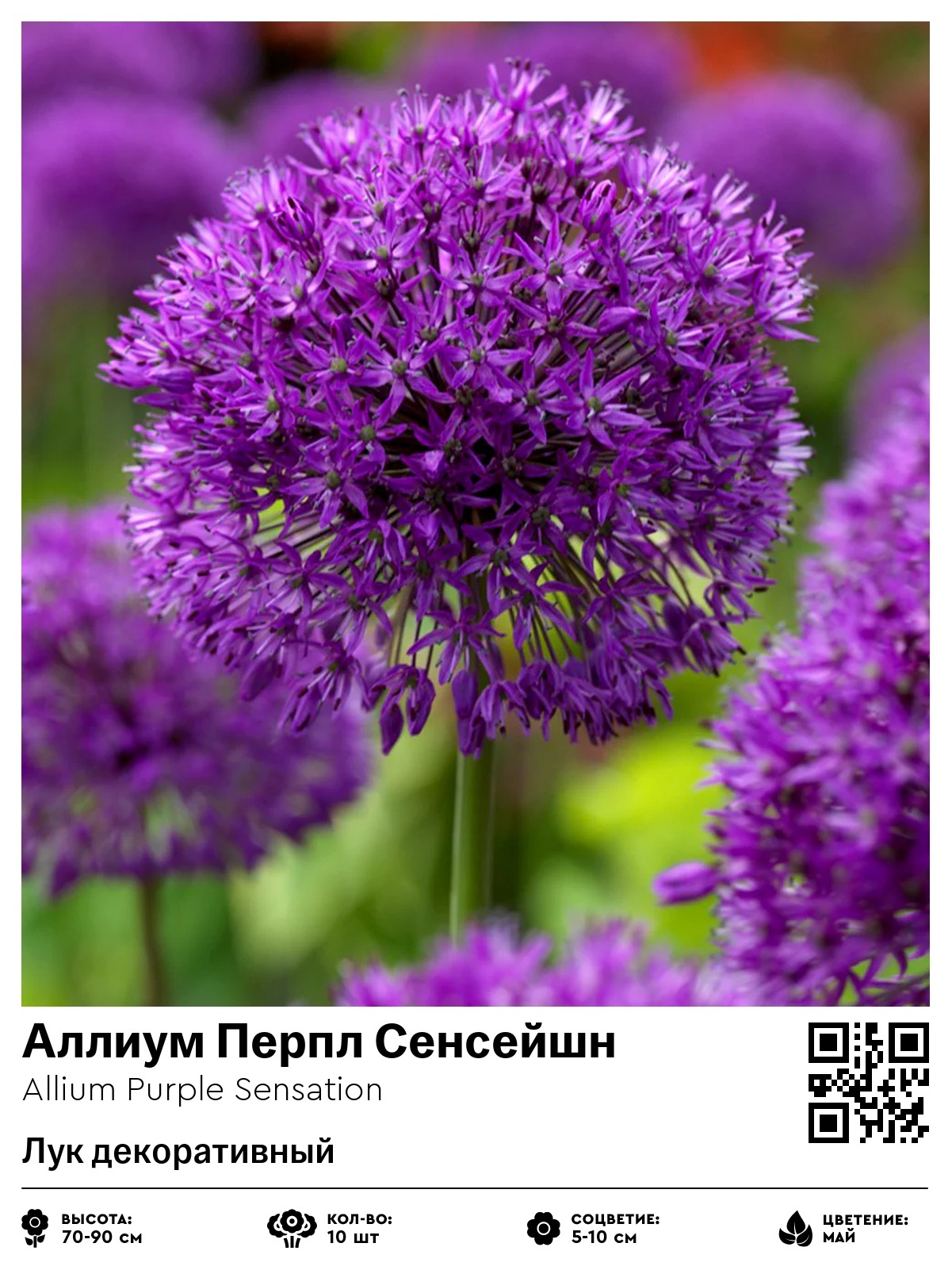 Аллиум Перпл Сенсейшн (Лук декоративный)