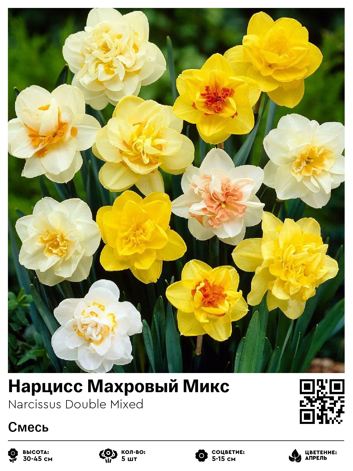 Нарцисс Махровый Микс (Смесь)