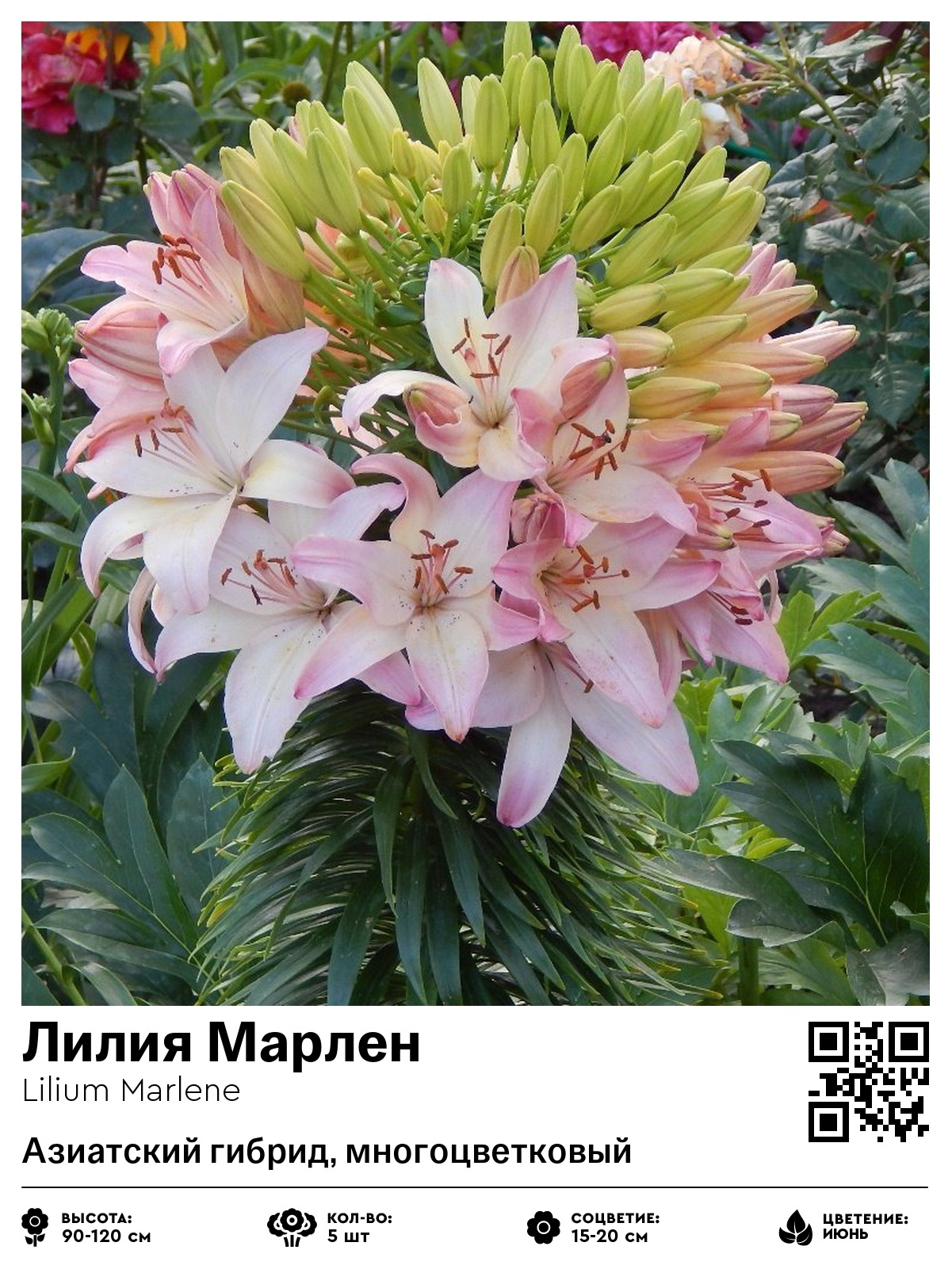 Лилия Марлен (Азиатский гибрид, многоцветковый)